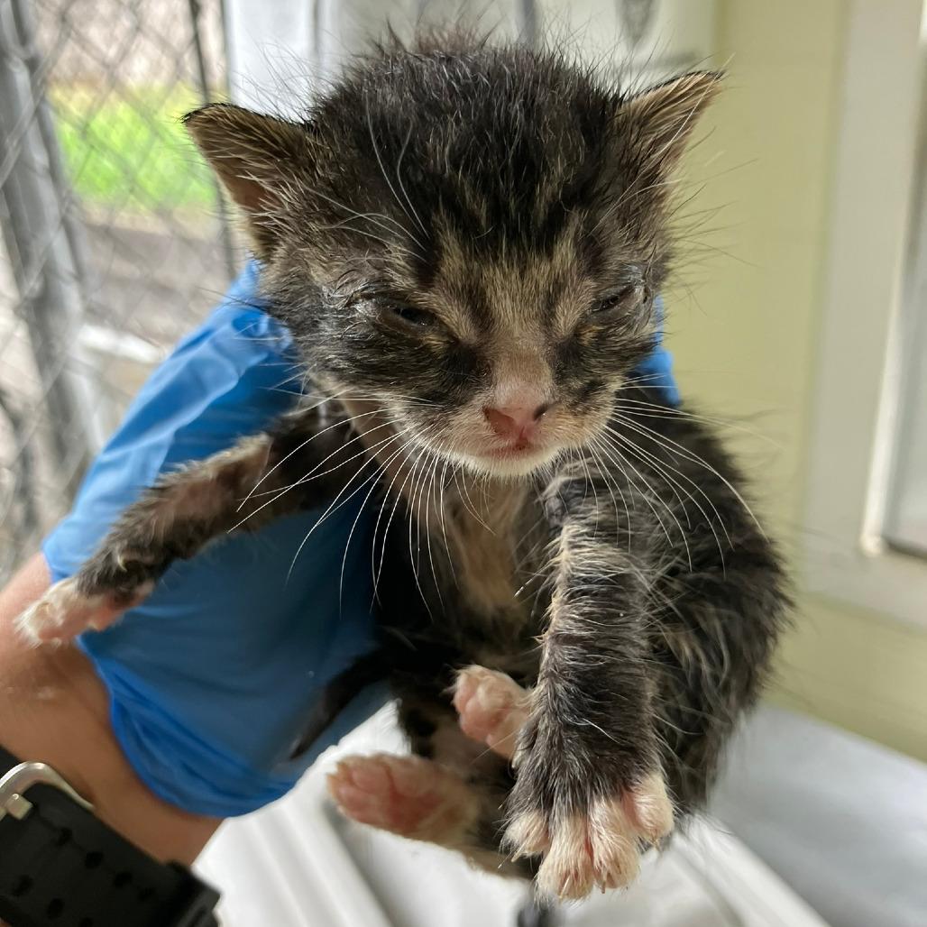 Delores Coha thumbnail 3