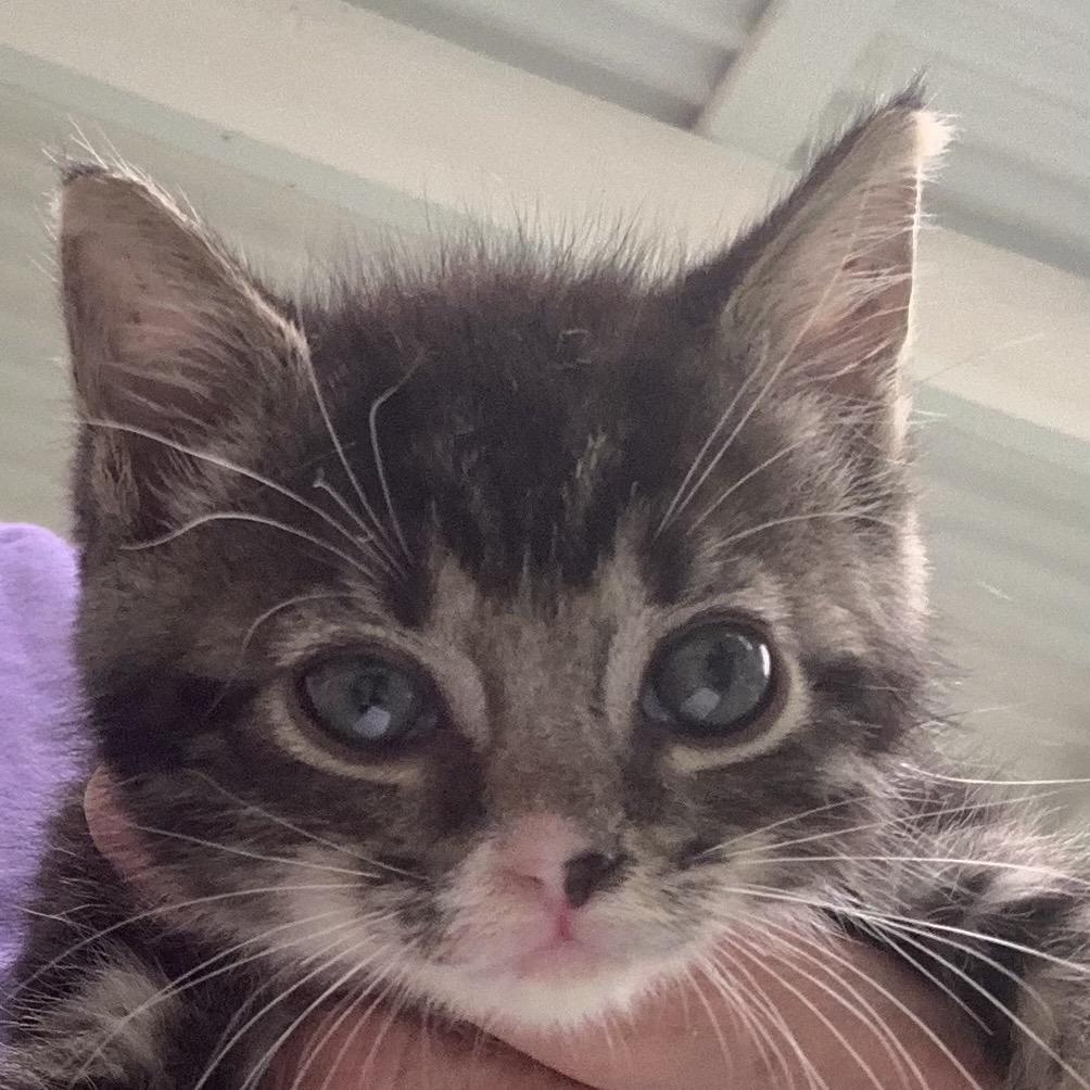 Delores Coha thumbnail 4