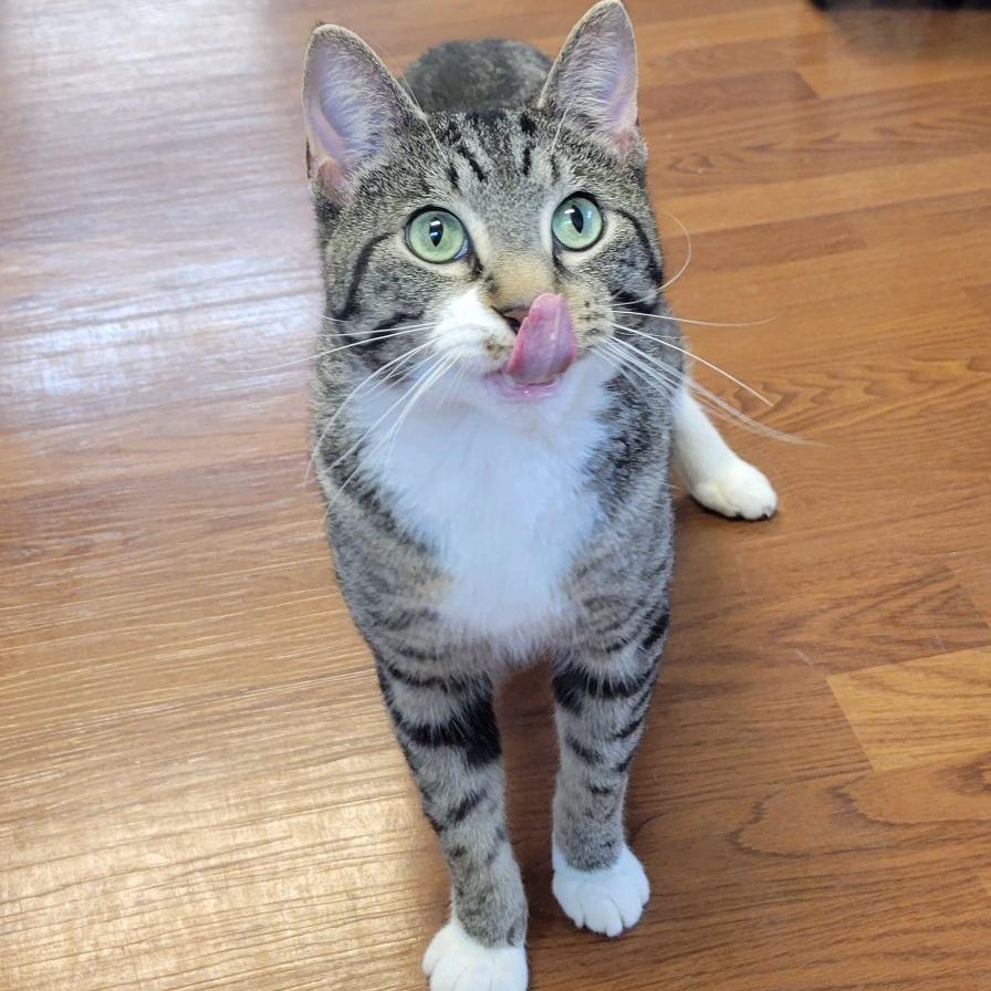 Enlarge Cloud, a Adoptable Domestic Short Hair in Memphis, TN image 2/6