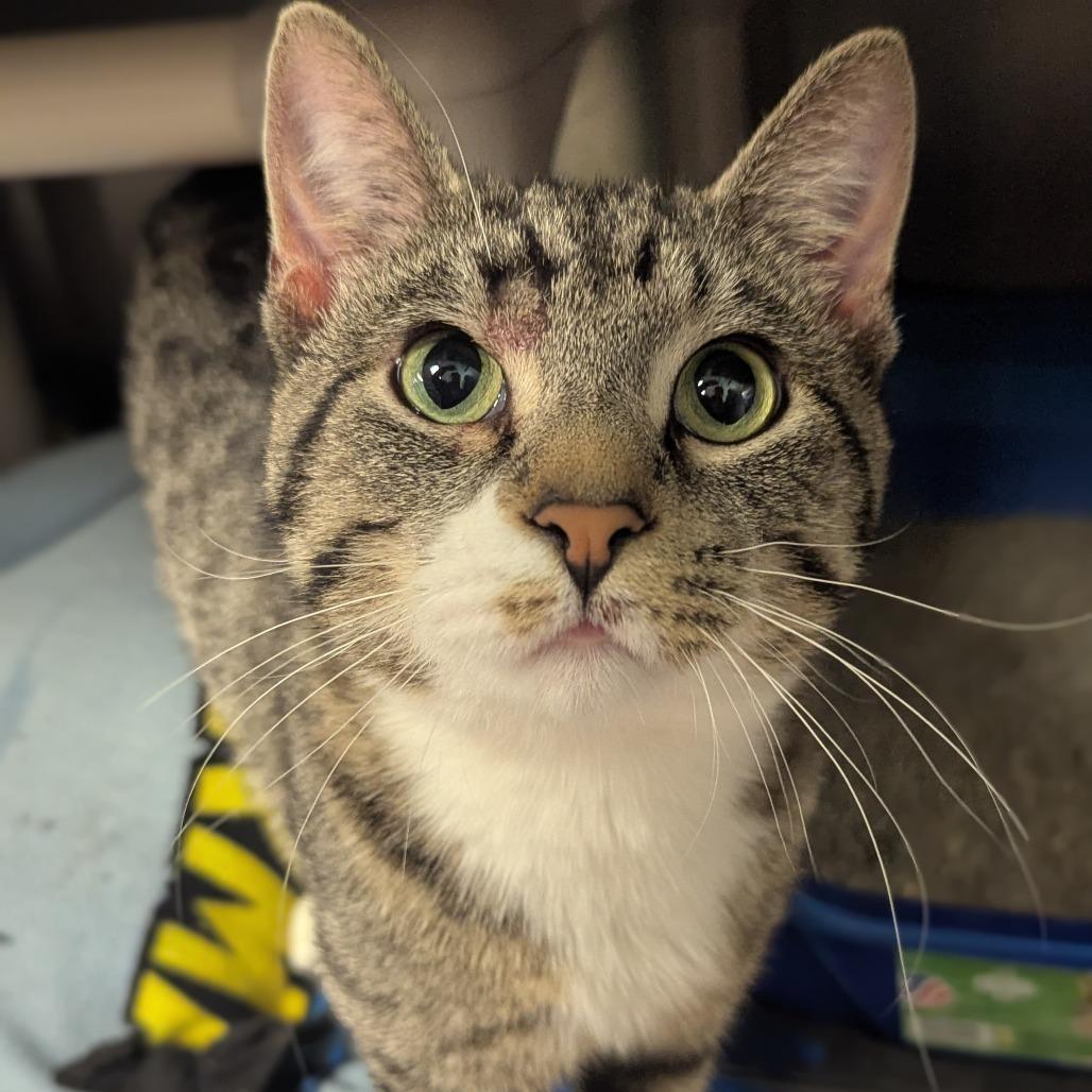 Enlarge Cloud, a Adoptable Domestic Short Hair in Memphis, TN image 3/6
