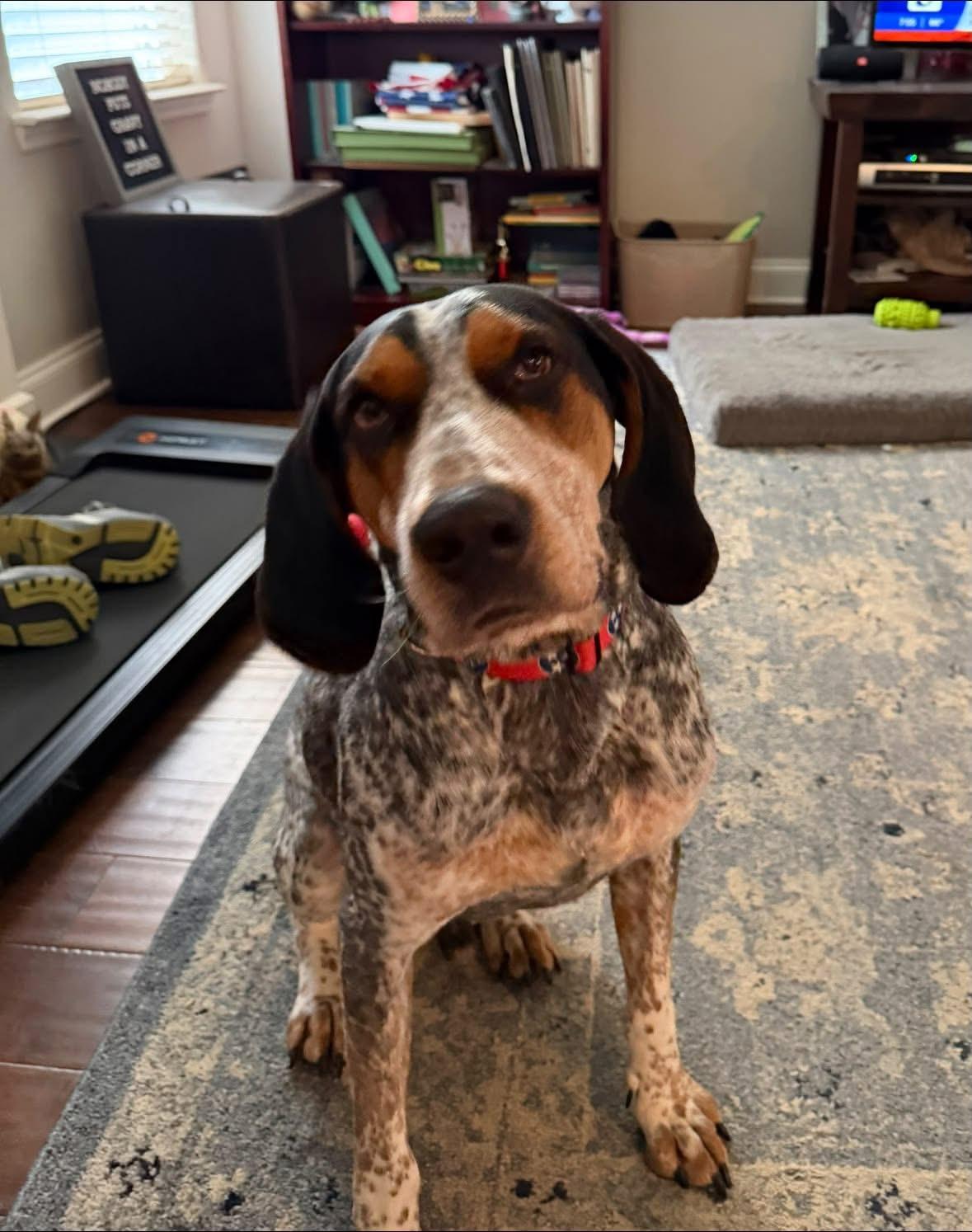 Smokey, Adoptable, Adult Male Bluetick Coonhound.