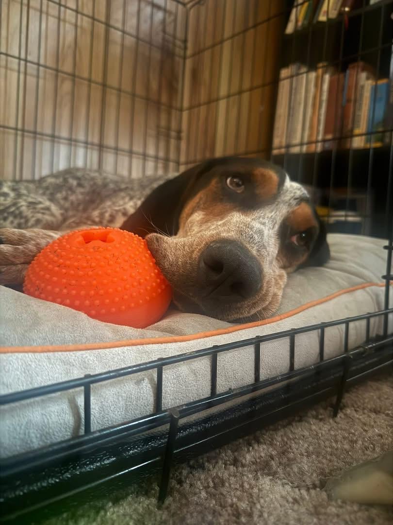 Enlarge Smokey, a Adoptable Bluetick Coonhound in Spring Hill, TN image 2/2