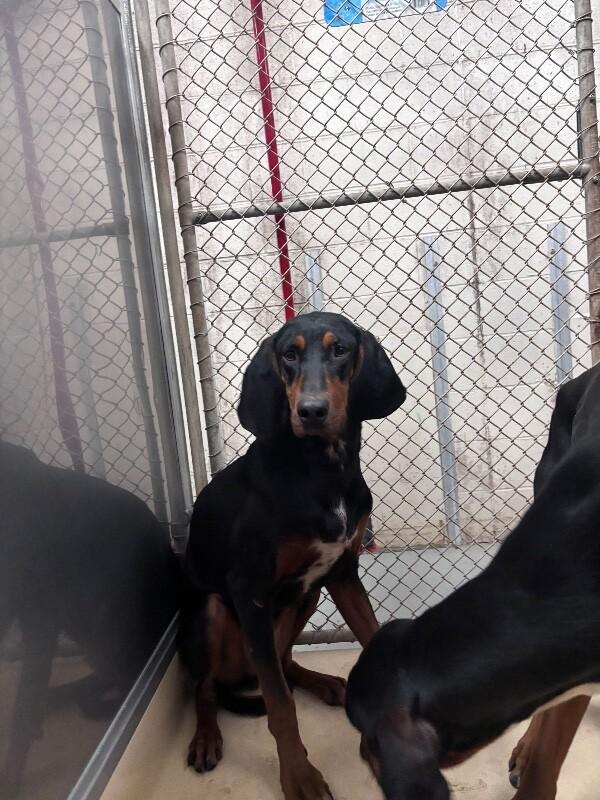 reba, Adoptable, Adult Female Black and Tan Coonhound.