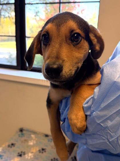 Chief, Adoptable, Puppy Male Mixed Breed & Mixed Breed.