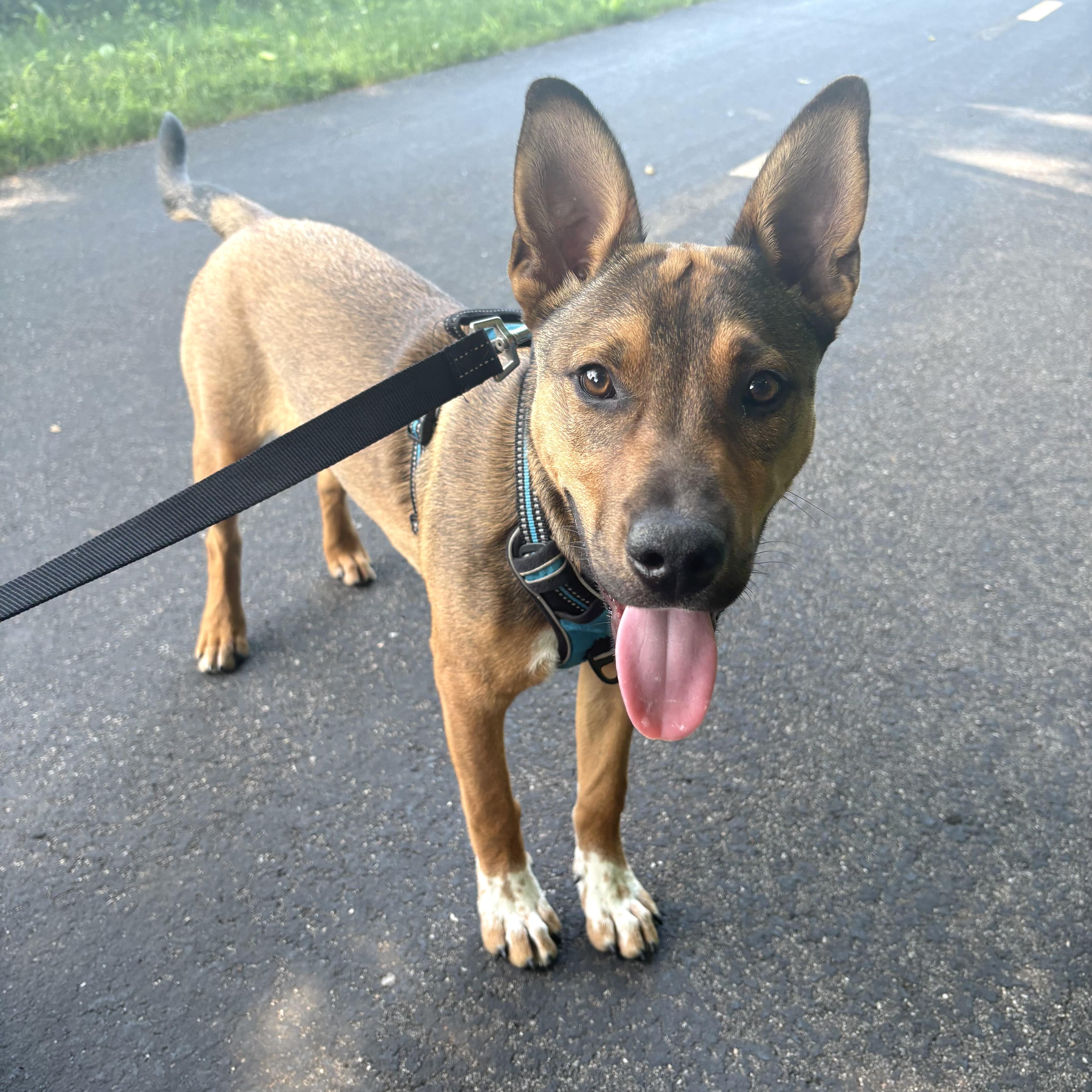 Ralph, a ADOPTABLE mixed breed in Prior Lake, MN image 6/6