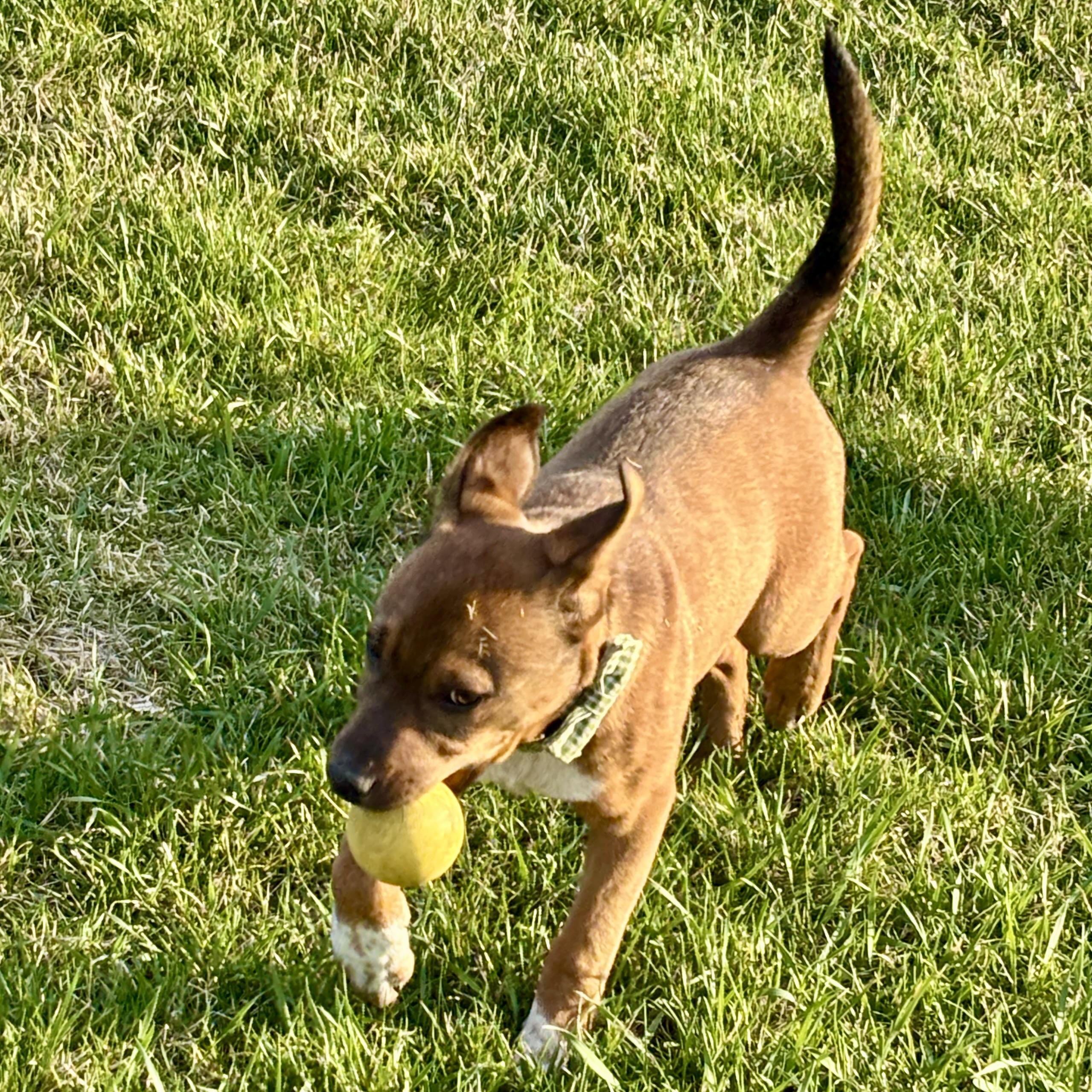 Ralph, a ADOPTABLE mixed breed in Prior Lake, MN image 4/6