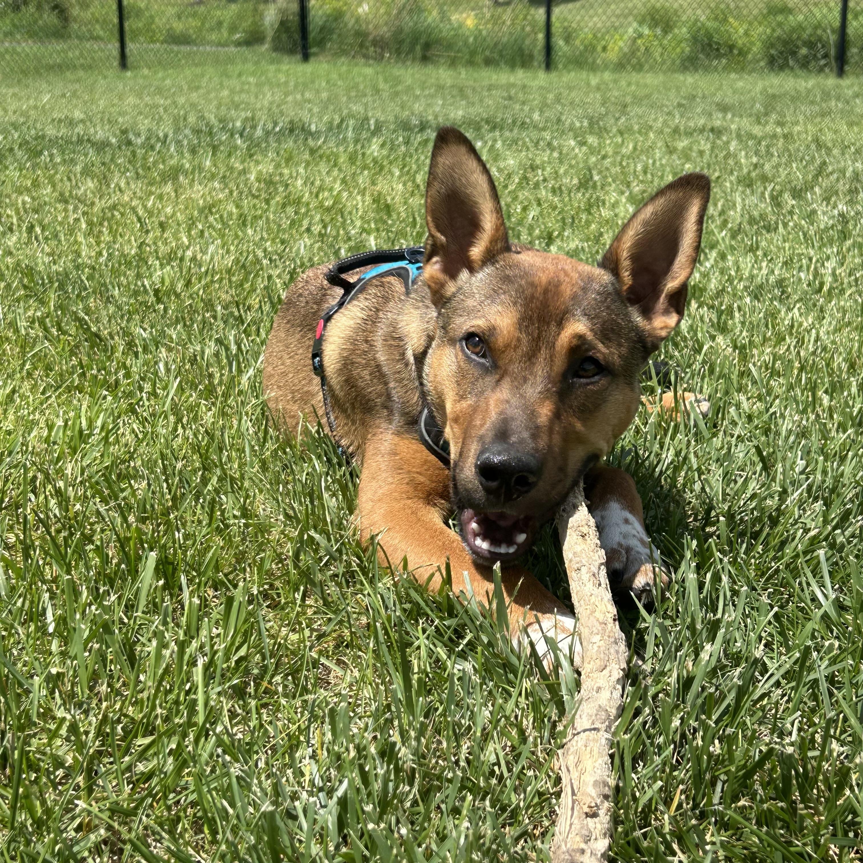 Ralph, a ADOPTABLE mixed breed in Prior Lake, MN image 2/6