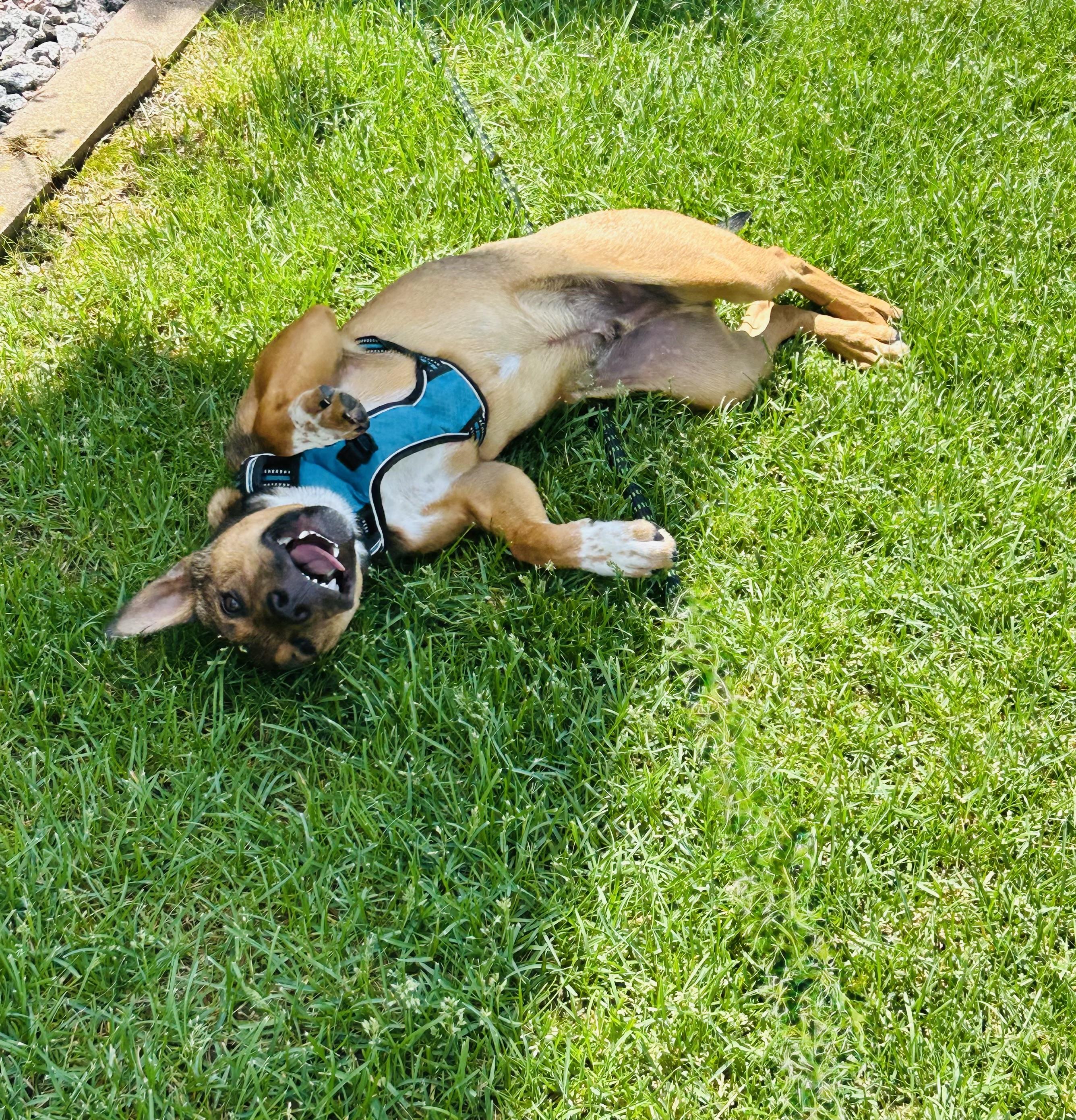 Ralph, a ADOPTABLE mixed breed in Prior Lake, MN image 5/6