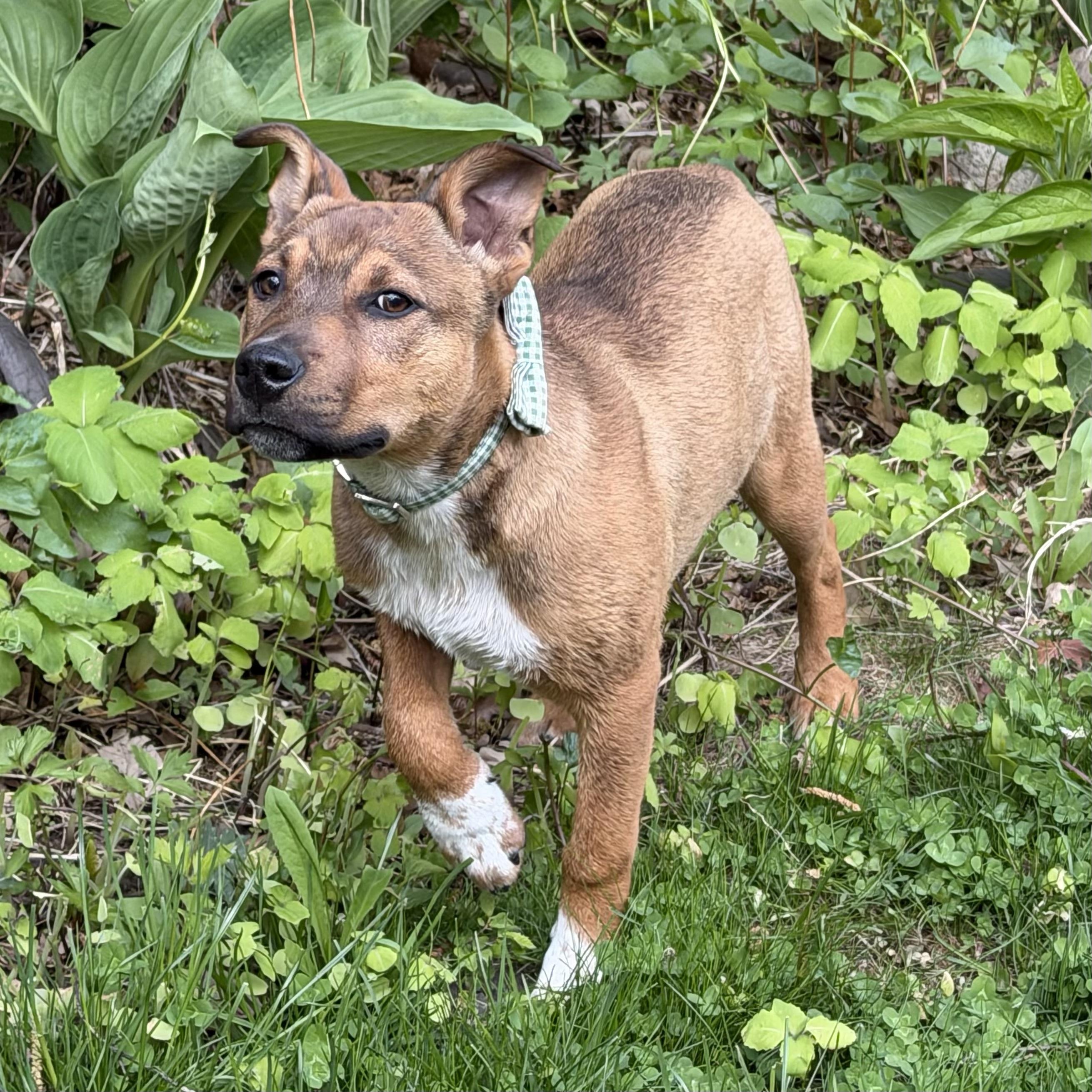 Ralph, a ADOPTABLE mixed breed in Prior Lake, MN image 6/6