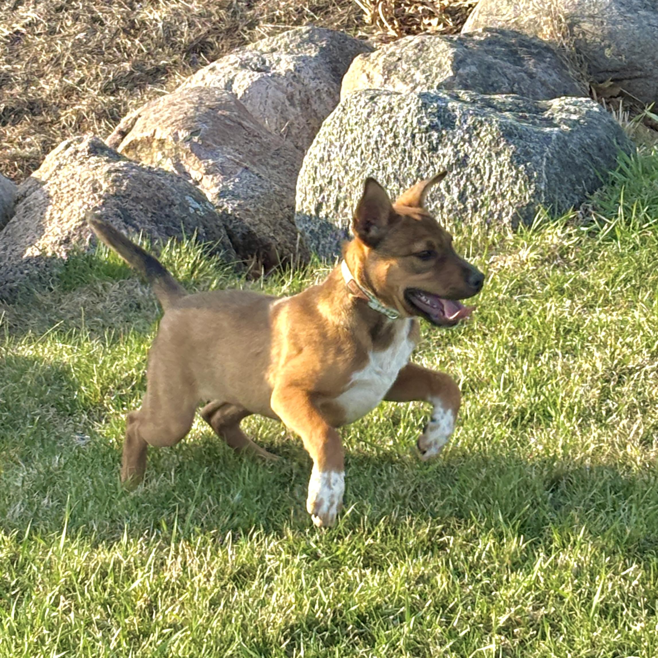 Ralph, a ADOPTABLE mixed breed in Prior Lake, MN image 3/6