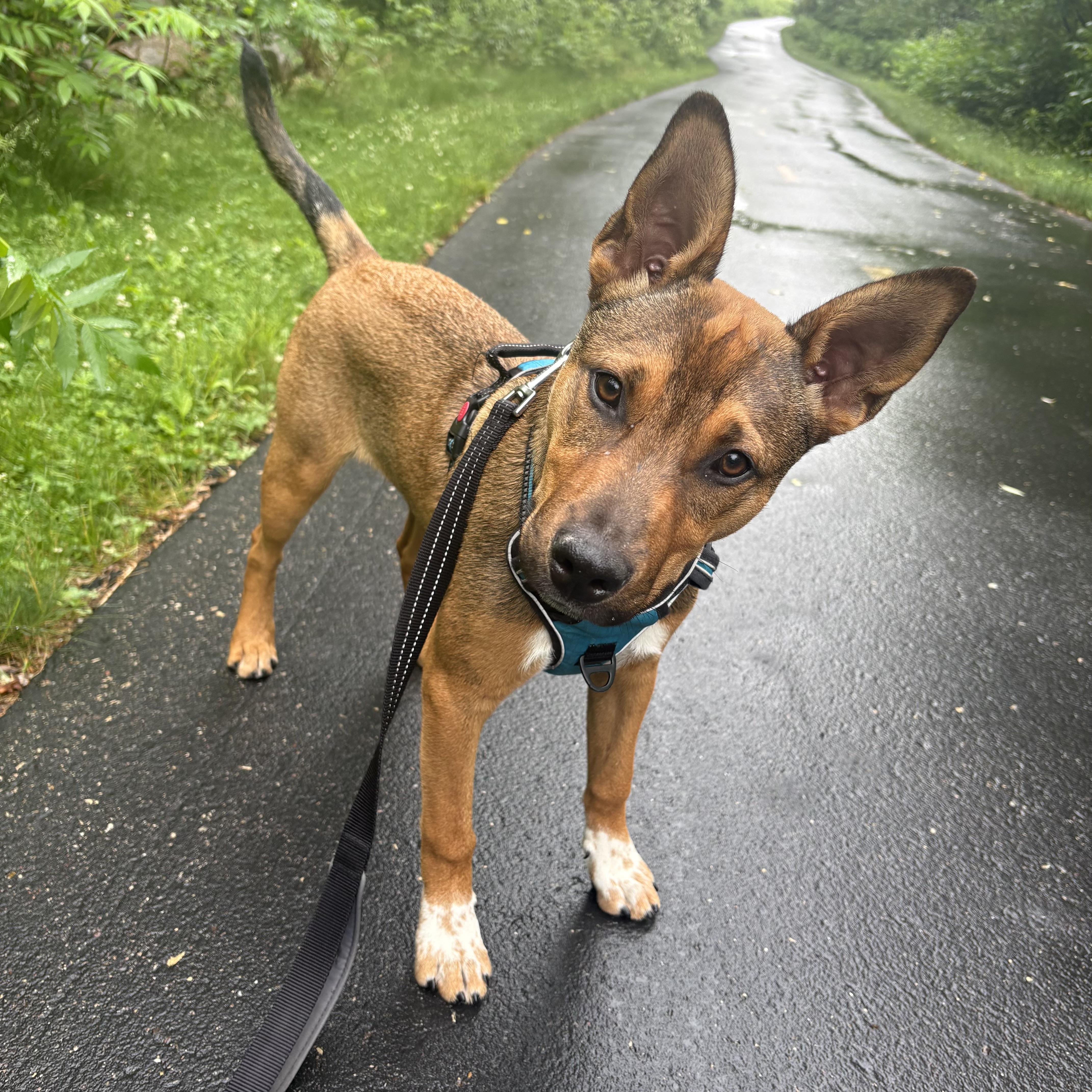 Ralph, a ADOPTABLE mixed breed in Prior Lake, MN image 1/6