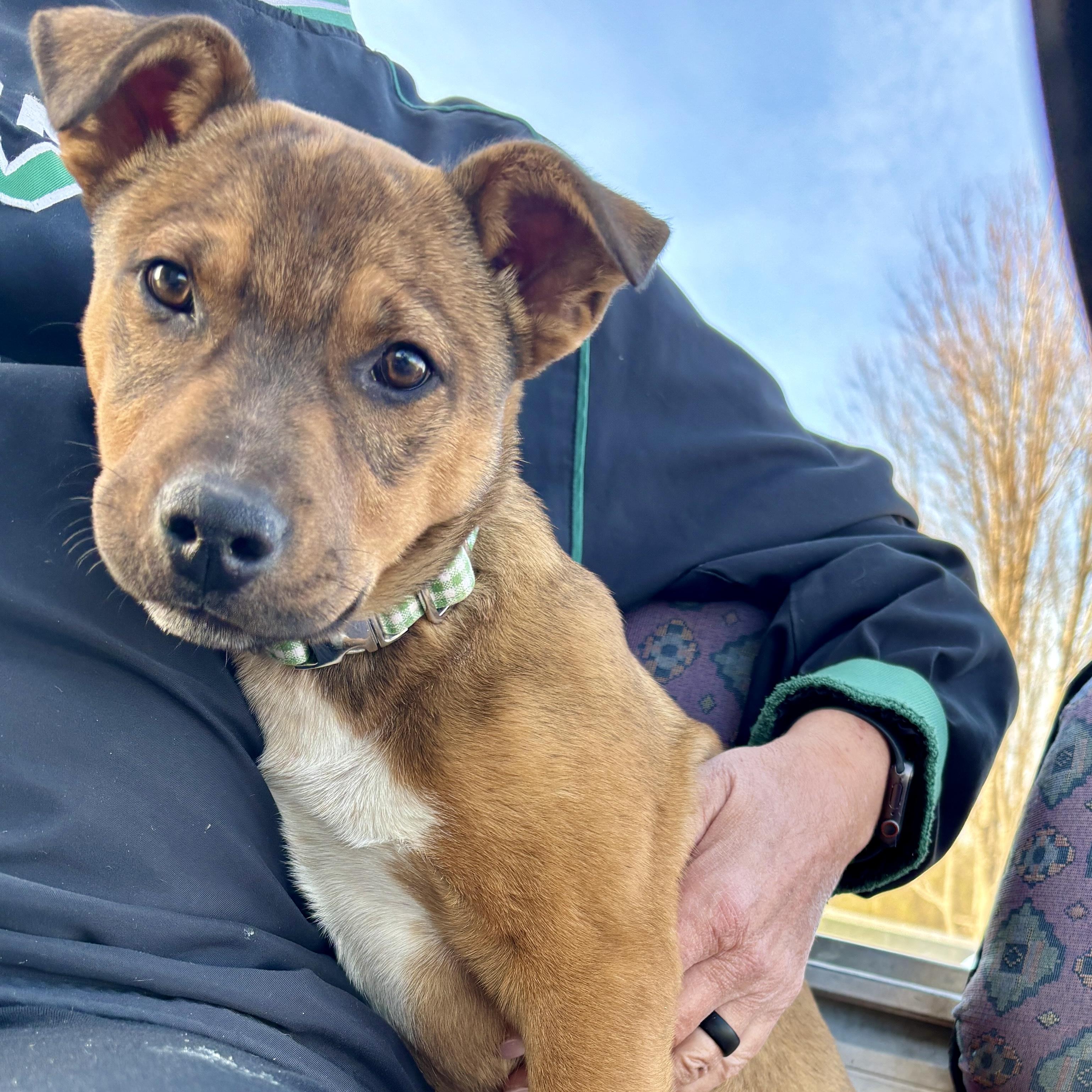 Ralph, a ADOPTABLE mixed breed in Prior Lake, MN image 5/6