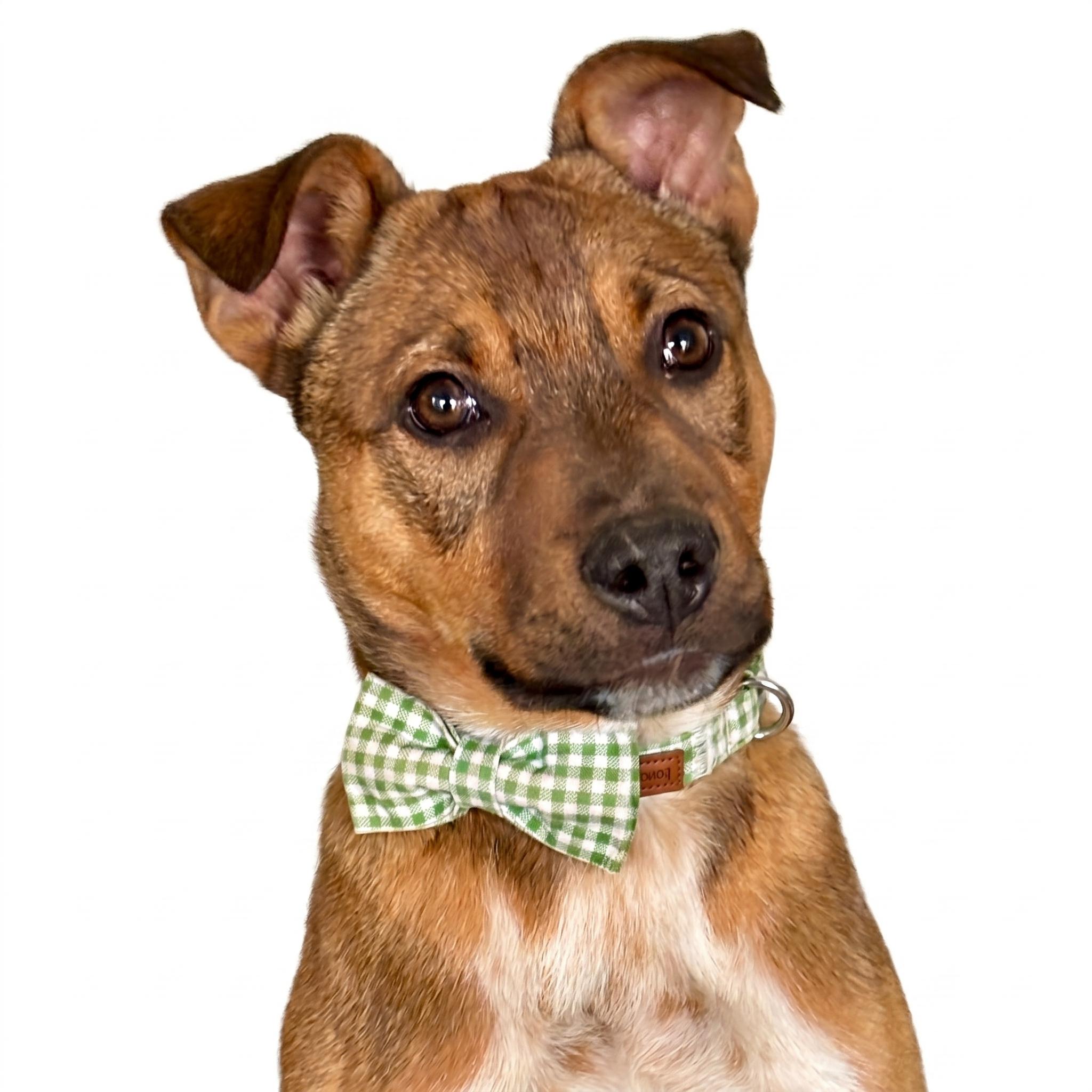 Ralph, ADOPTABLE, Puppy Male Black Mouth Cur.