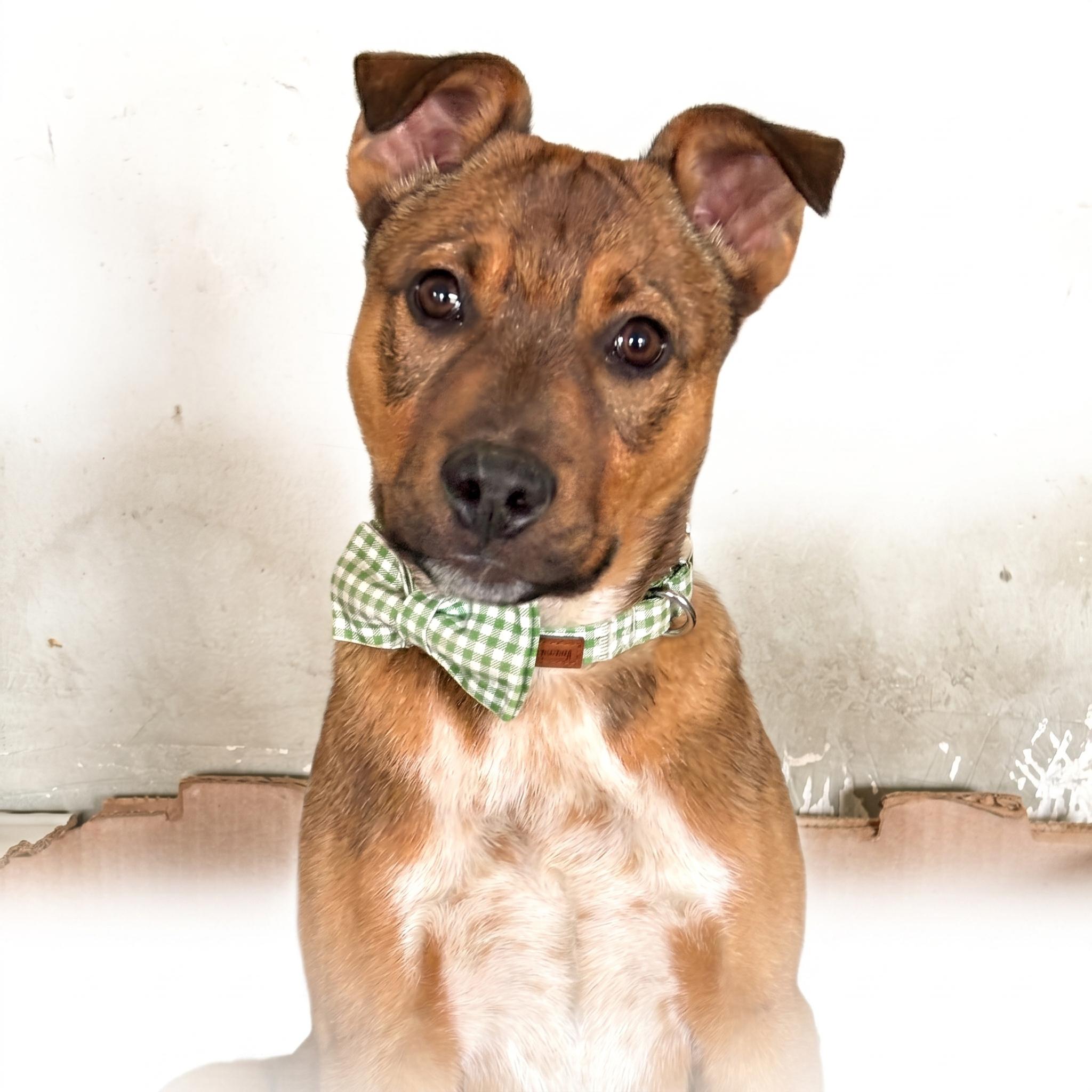 Ralph, a ADOPTABLE mixed breed in Prior Lake, MN image 2/6