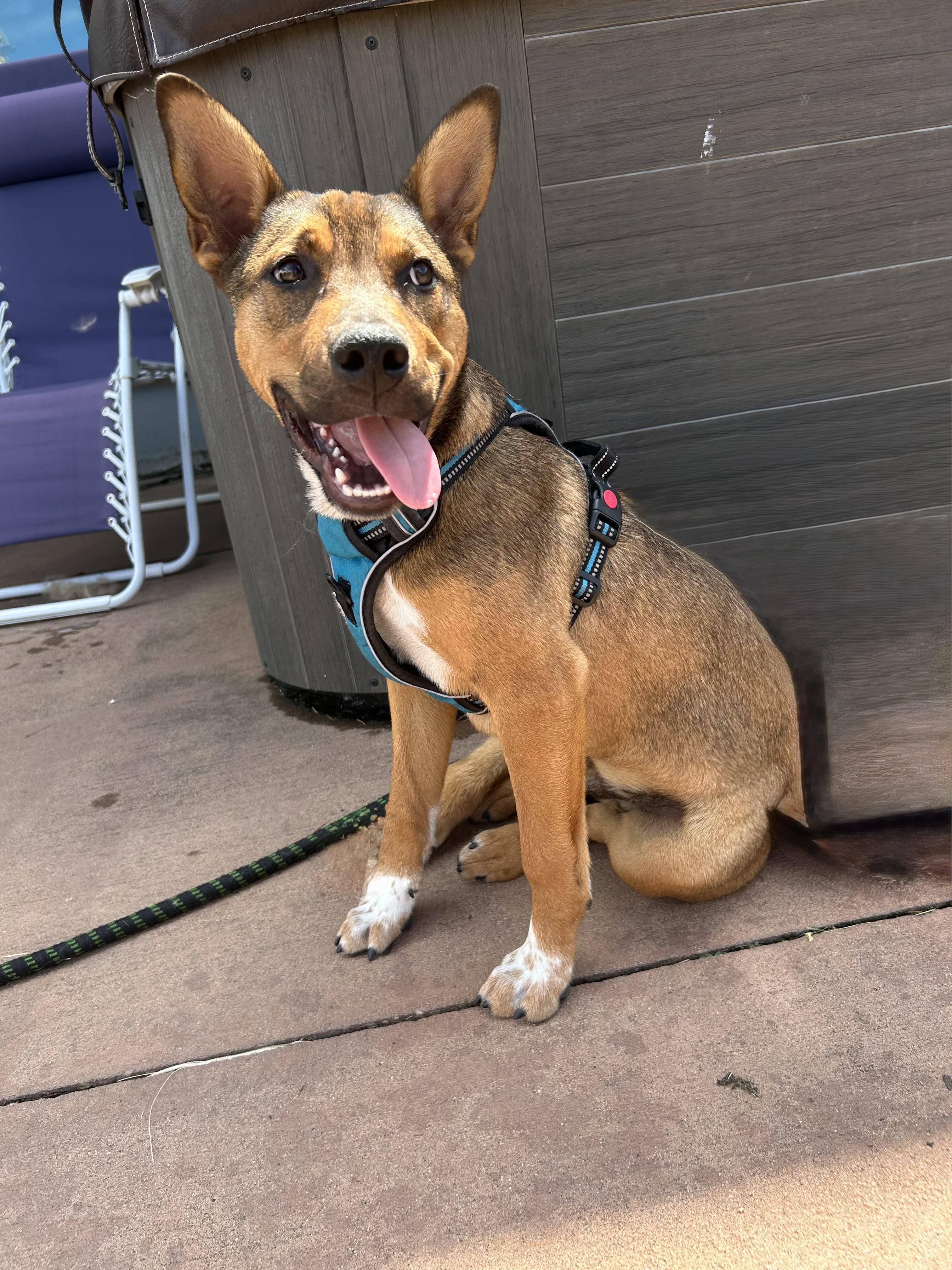 Ralph, a ADOPTABLE mixed breed in Prior Lake, MN image 3/6