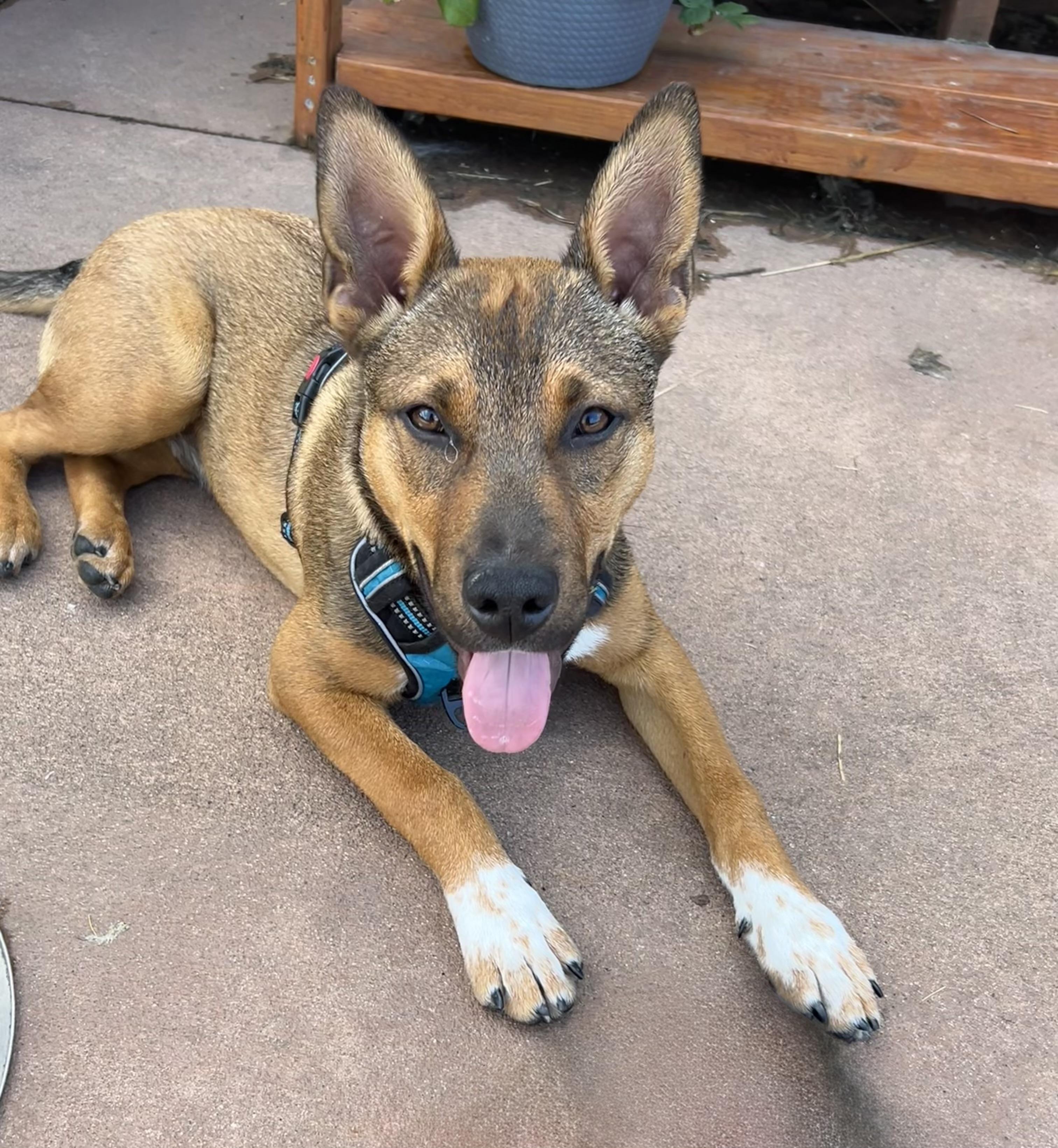 Ralph, a ADOPTABLE mixed breed in Prior Lake, MN image 4/6