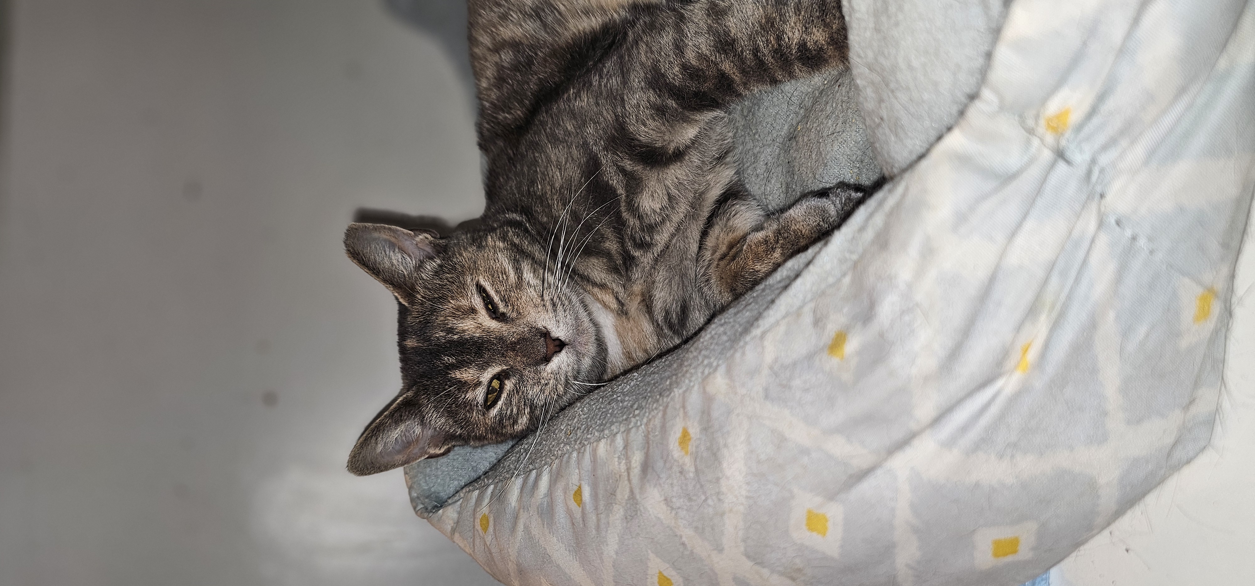 Pearl, Adoptable, Adult Female Domestic Short Hair.