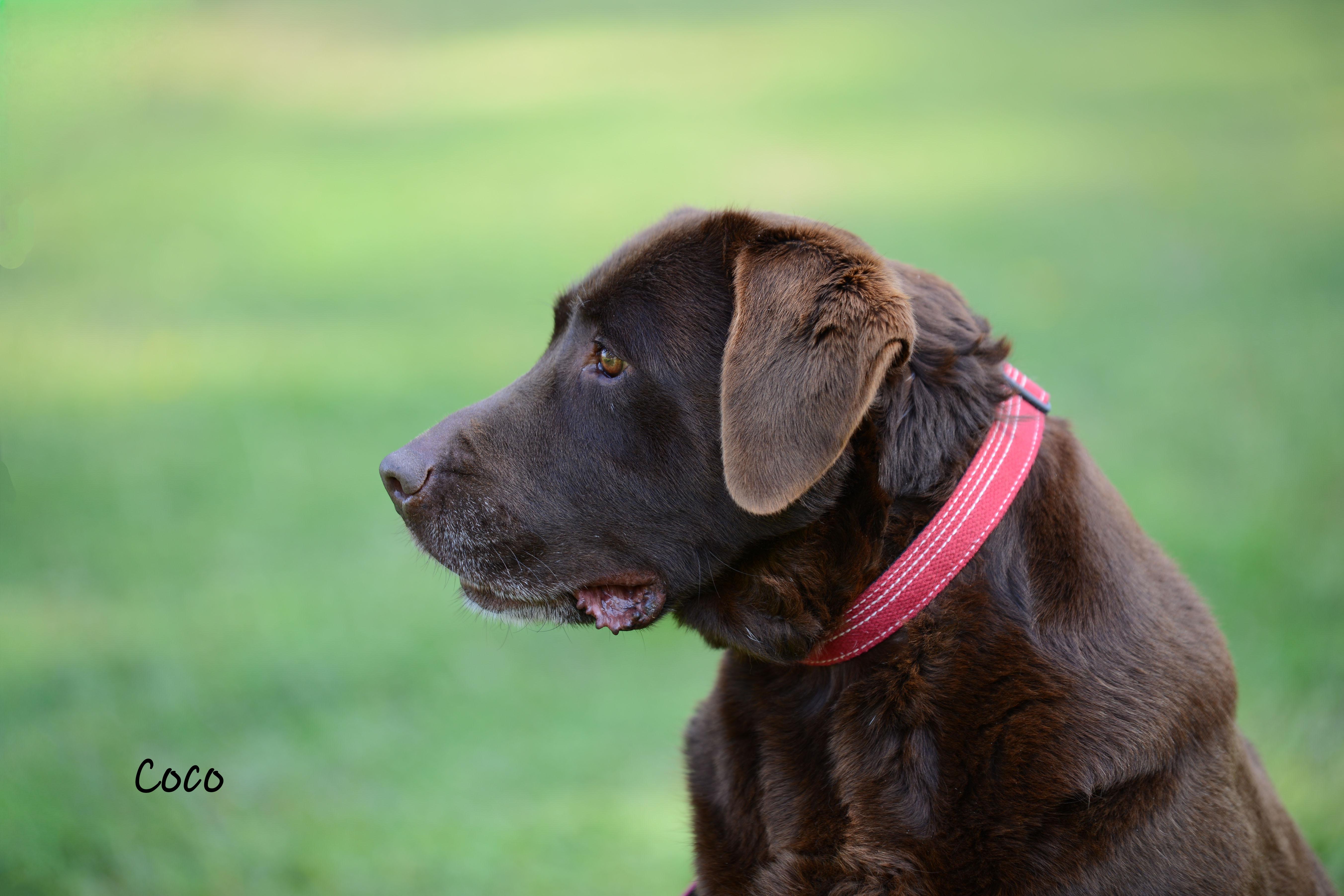 Enlarge Coco , a Adoptable Labrador Retriever in Bishop, GA image 2/6