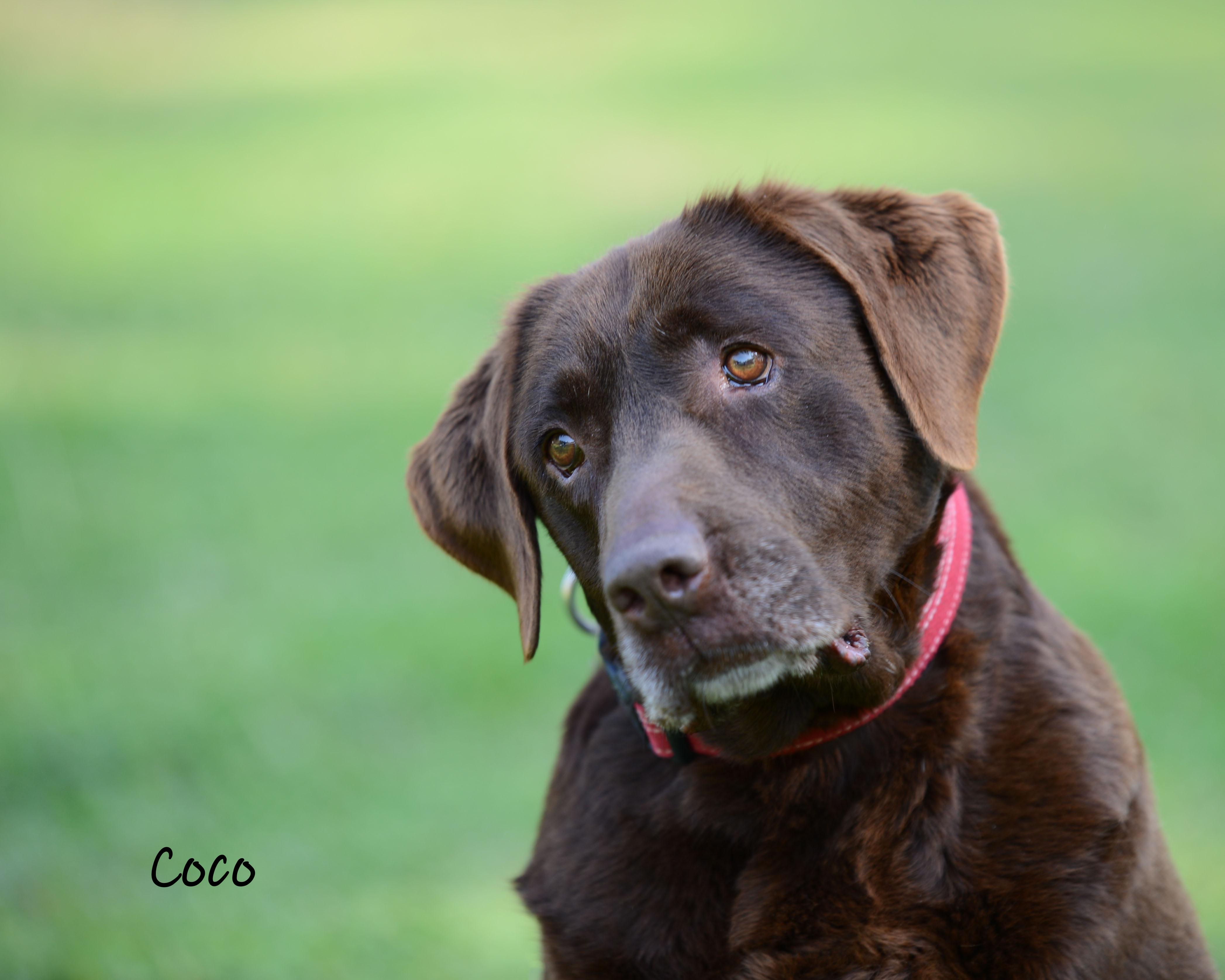 Enlarge Coco , a Adoptable Labrador Retriever in Bishop, GA image 3/6
