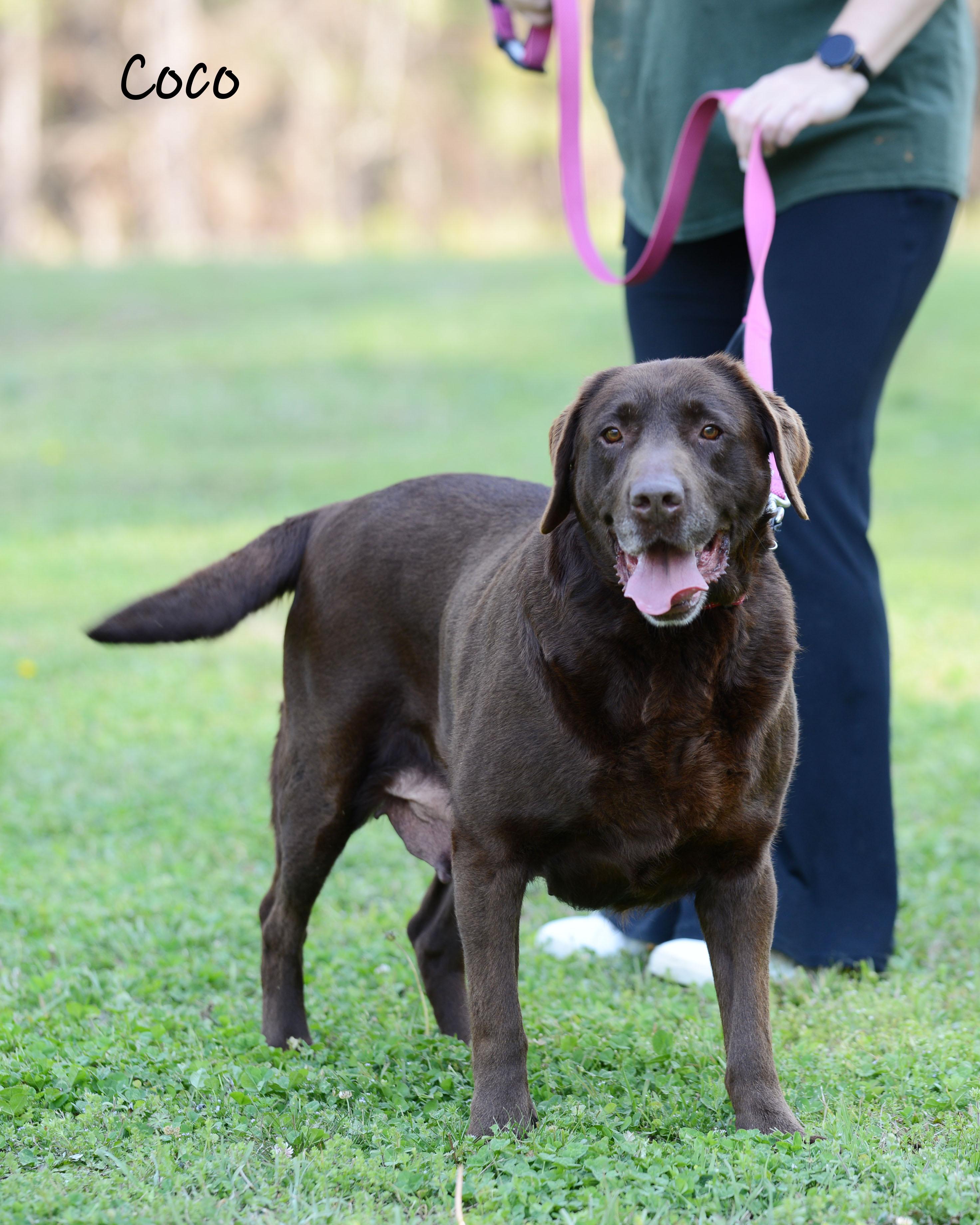 Enlarge Coco , a Adoptable Labrador Retriever in Bishop, GA image 6/6