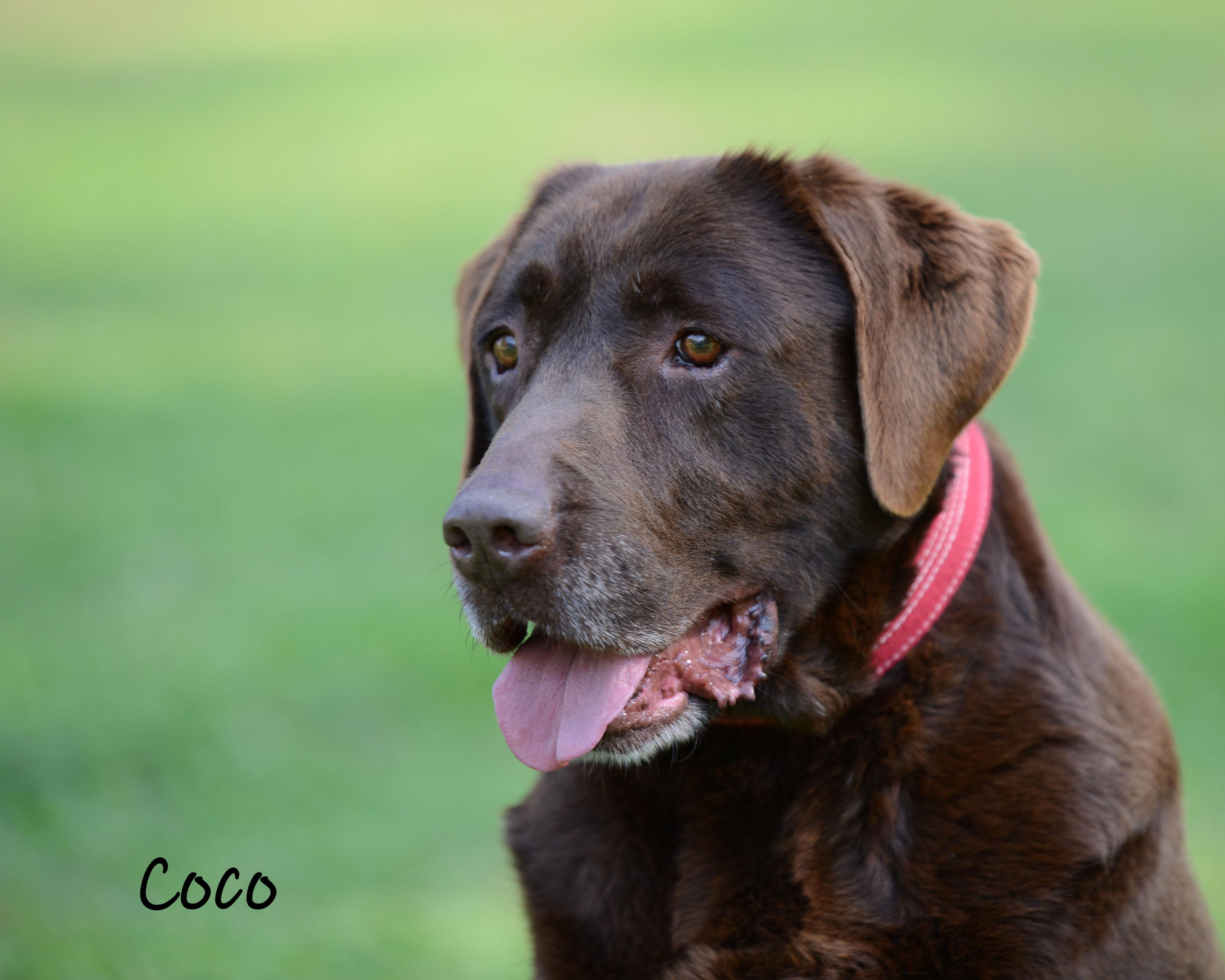 Coco , Adoptable, Adult Female Labrador Retriever.