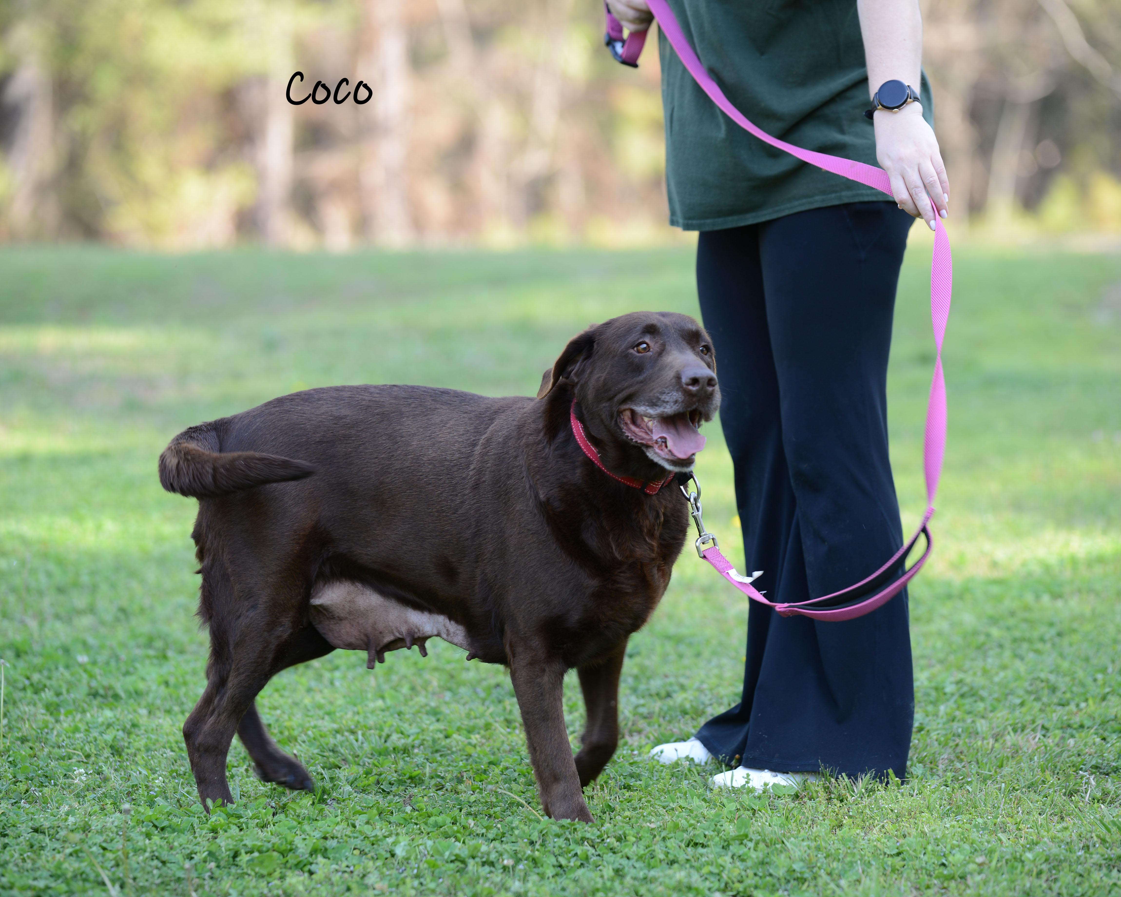 Enlarge Coco , a Adoptable Labrador Retriever in Bishop, GA image 5/6