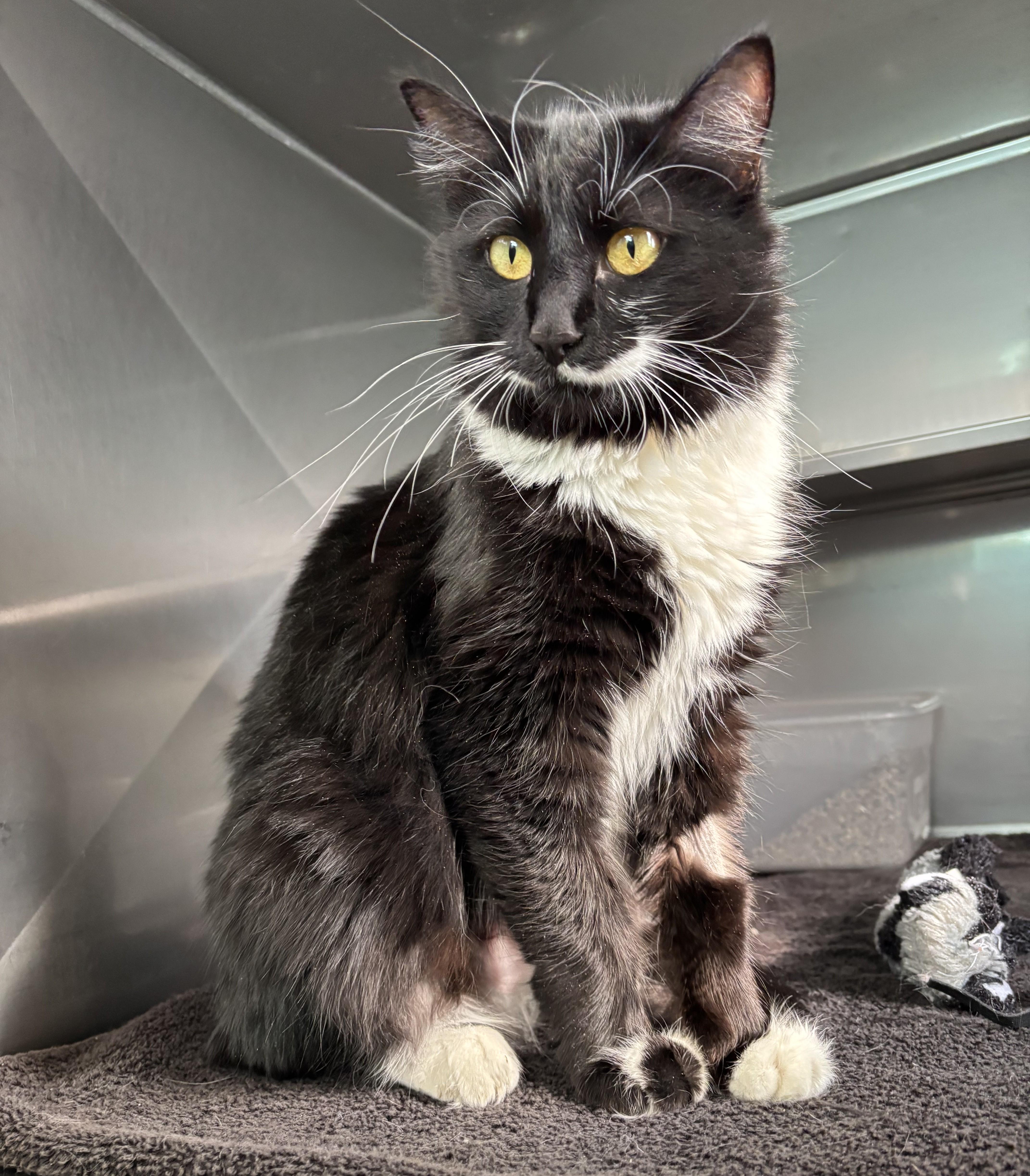 Celeste , a ADOPTABLE Domestic Long Hair in Montrose, CO image 2/2