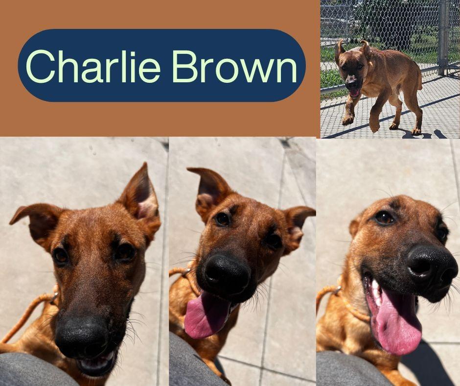 Enlarge Charlie Brown, a Adoptable mixed breed in Kingsport, TN image 1/1