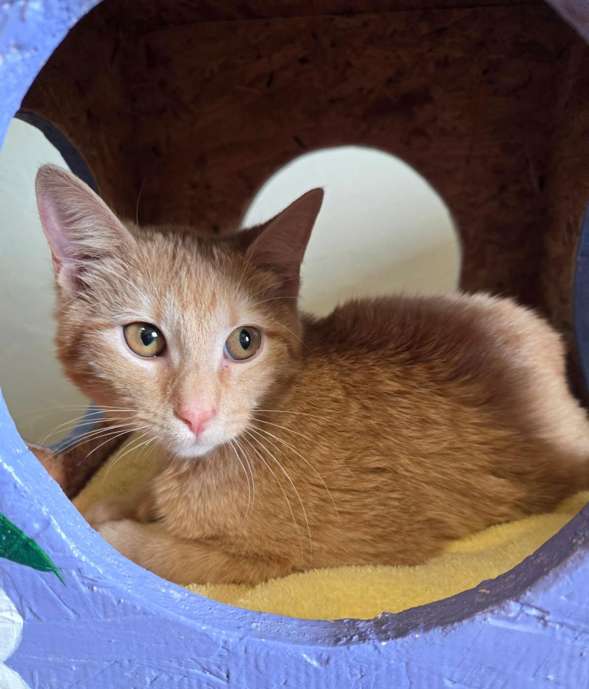 Enlarge Orion, a Adoptable mixed breed in Clinton, OK image 2/3