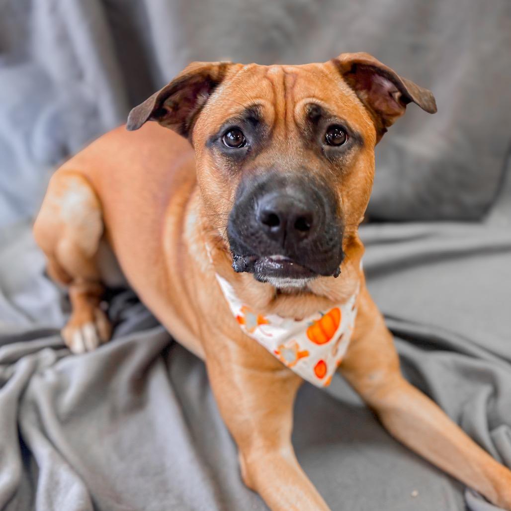Cash, Adoptable, Young Male German Shepherd Dog & Black Mouth Cur.