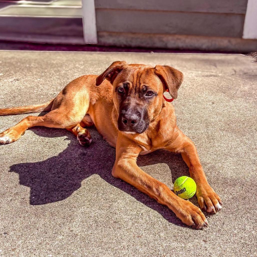 Enlarge Cash, a Adoptable mixed breed in Springboro, OH image 2/2
