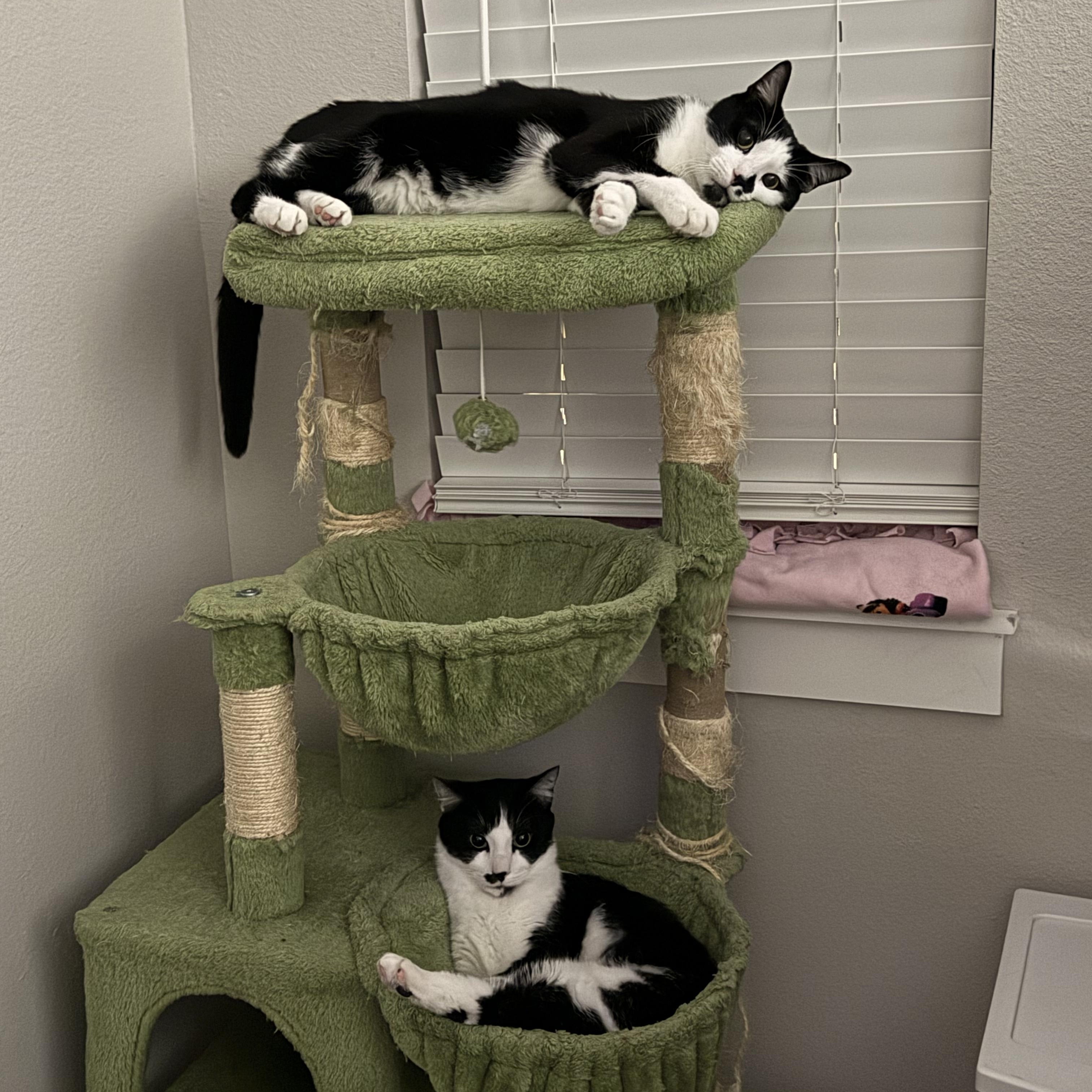 Enlarge Wright and Lenny, a ADOPTABLE American Shorthair in Colcord, OK image 1/5