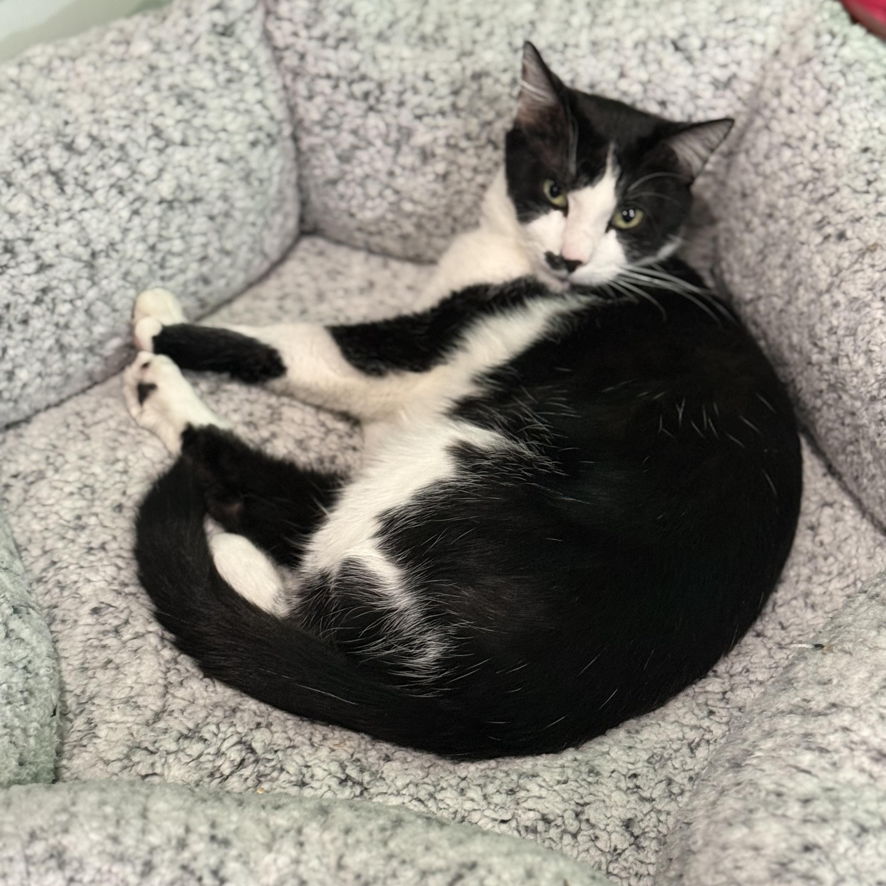 Enlarge Wright and Lenny, a ADOPTABLE American Shorthair in Colcord, OK image 4/5
