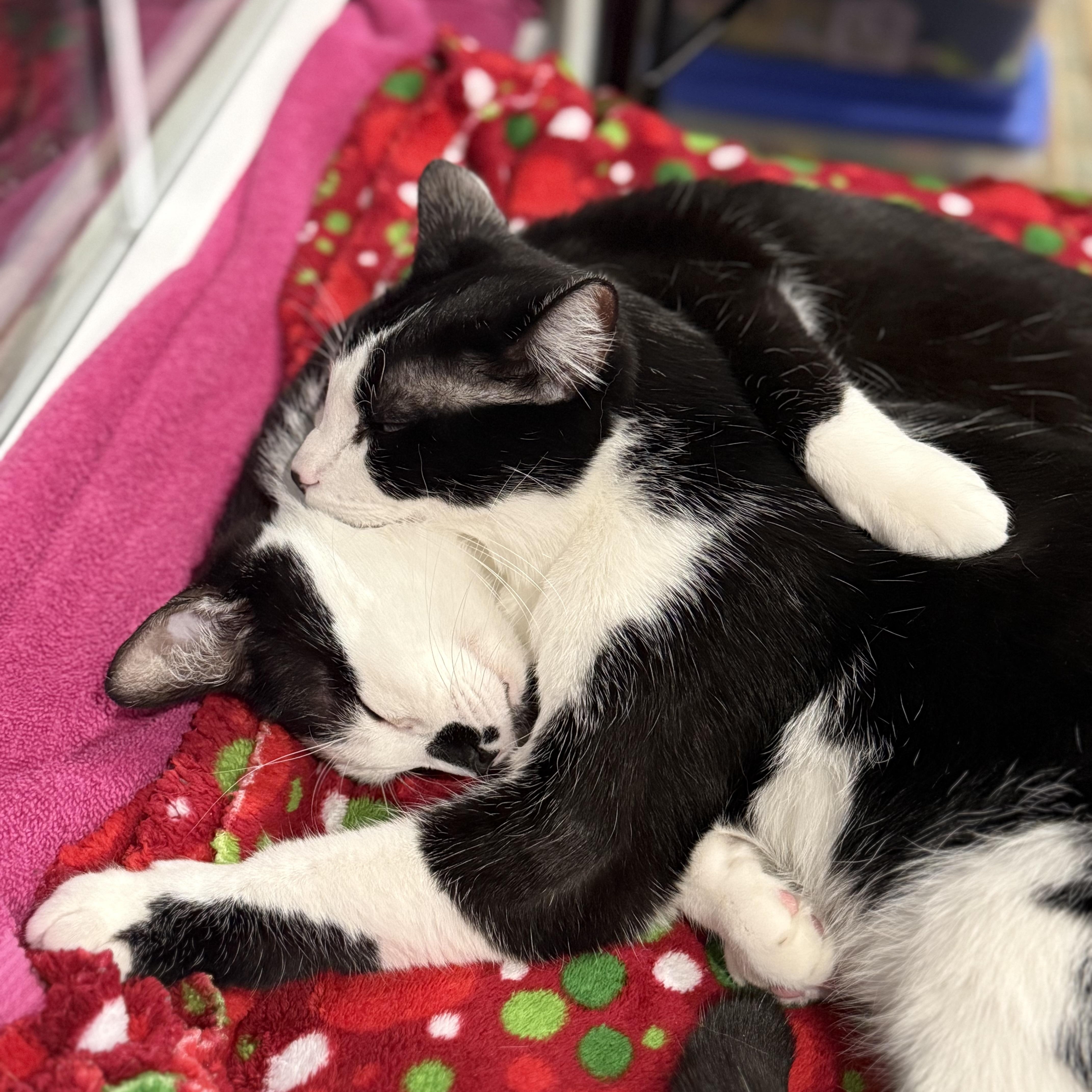 Enlarge Wright and Lenny, a ADOPTABLE American Shorthair in Colcord, OK image 2/5