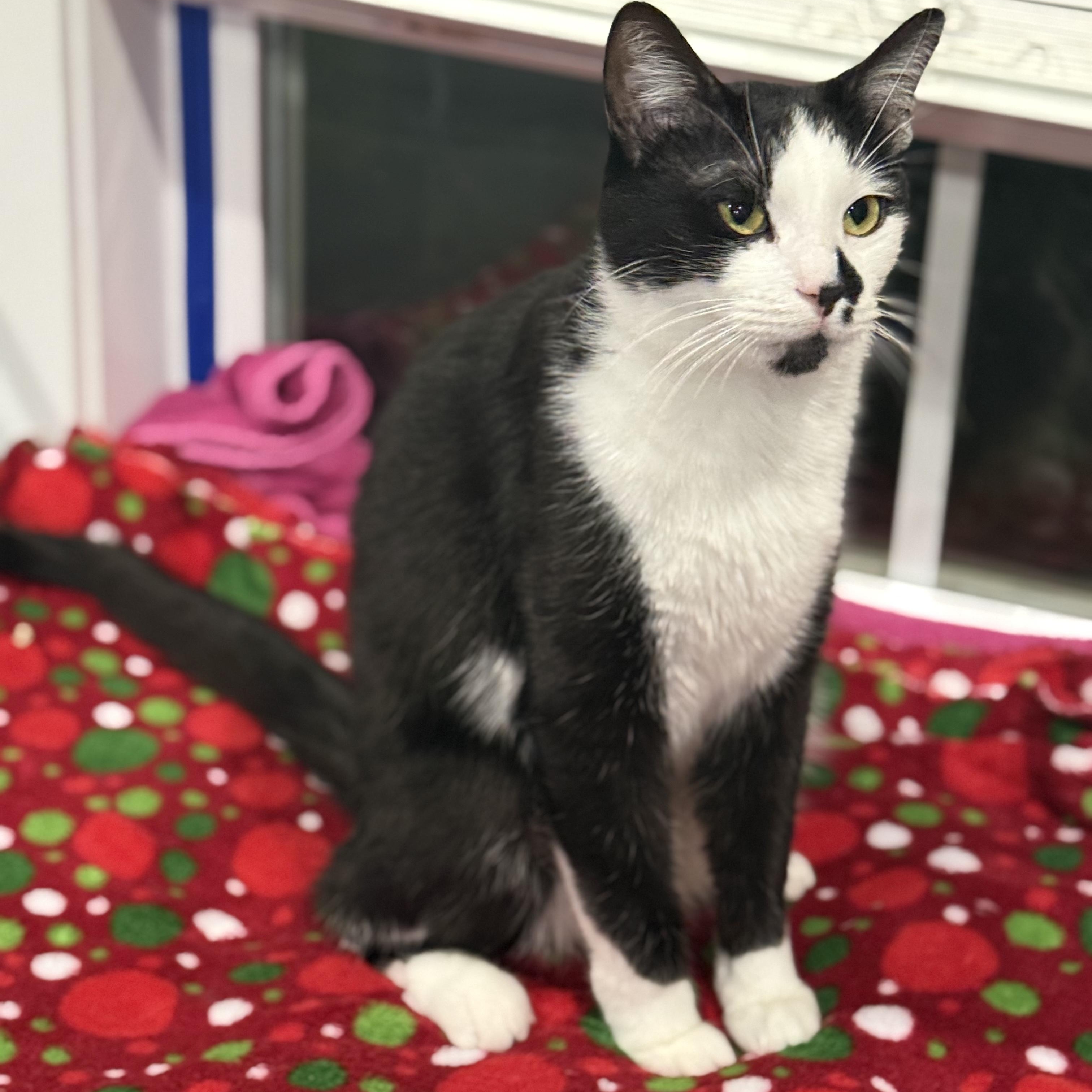 Enlarge Wright and Lenny, a ADOPTABLE American Shorthair in Colcord, OK image 3/5
