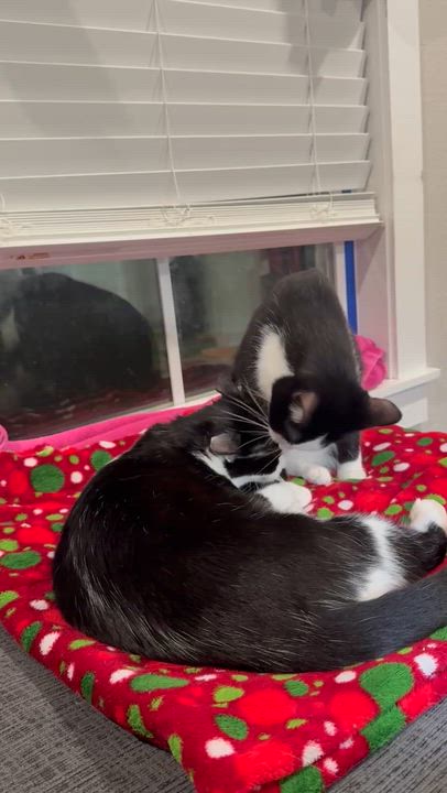 Enlarge Wright and Lenny, a ADOPTABLE American Shorthair in Colcord, OK video 5/5