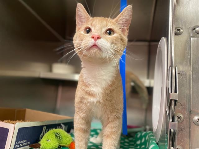 Enlarge MILLIE, a Adoptable Domestic Short Hair in Fort Wayne, IN image 1/1