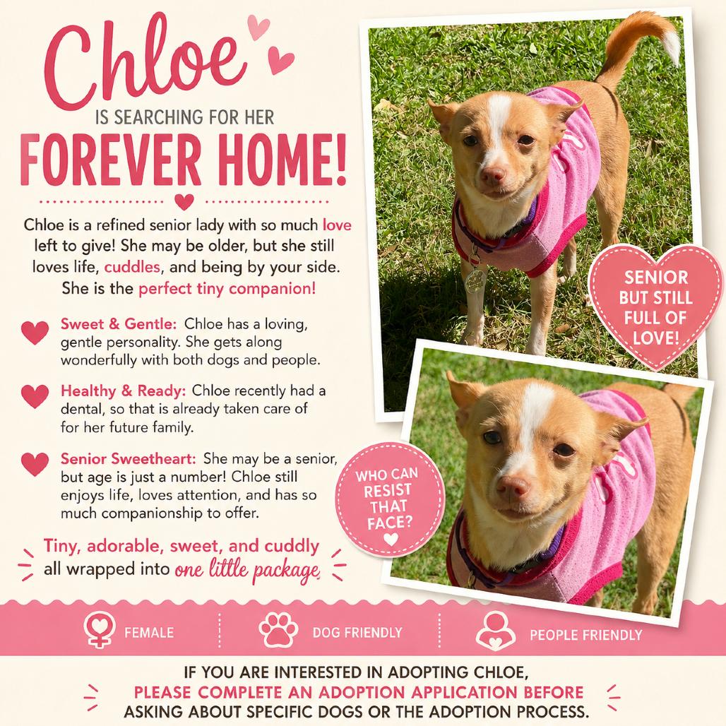 Chloe, a Adoptable Chihuahua in Katy, TX image 1/4