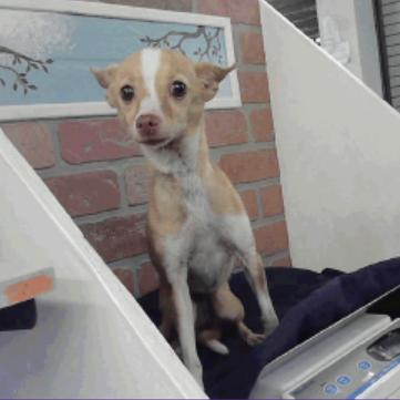 Chloe, Adoptable, Senior Female Chihuahua.