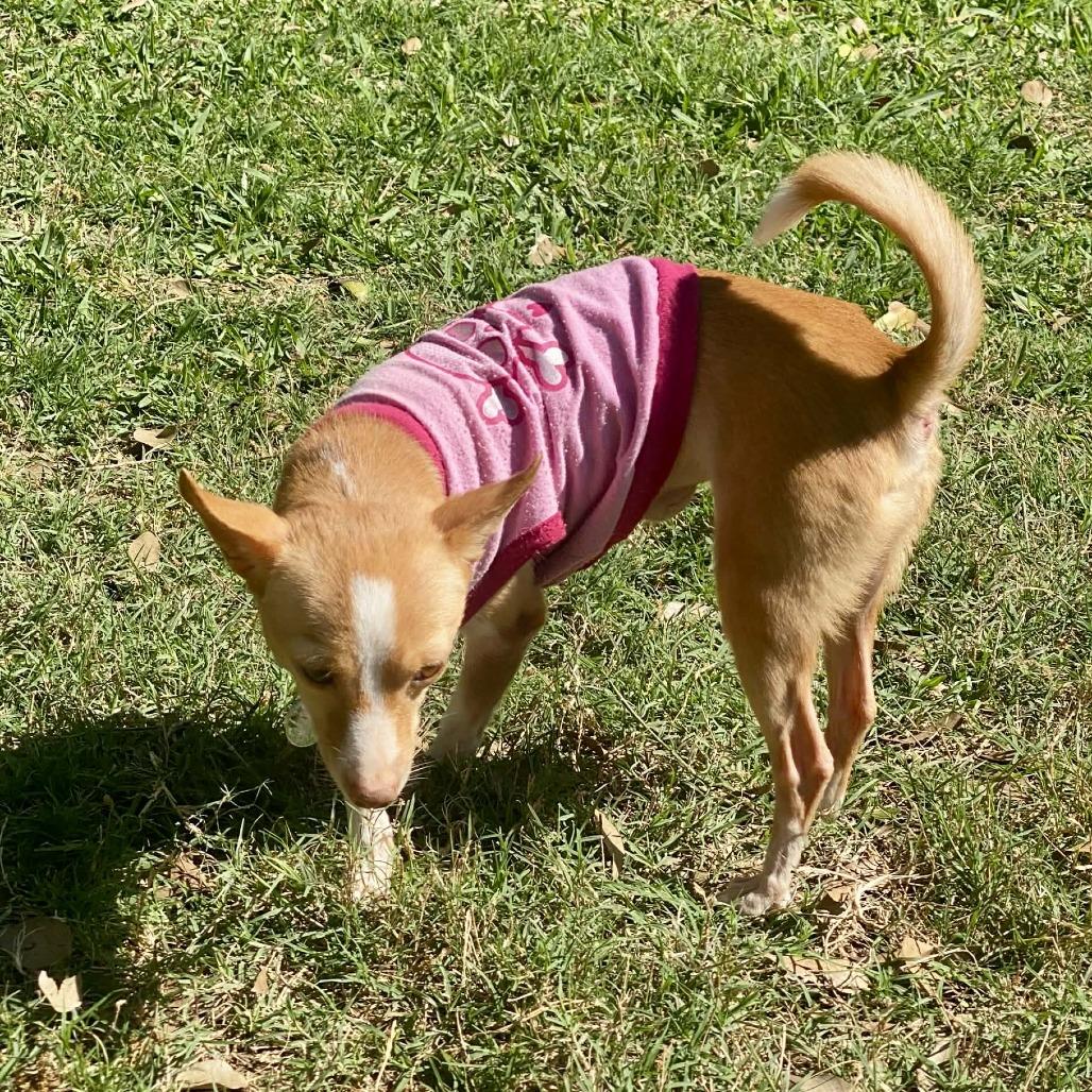 Chloe, a Adoptable Chihuahua in Katy, TX image 2/3