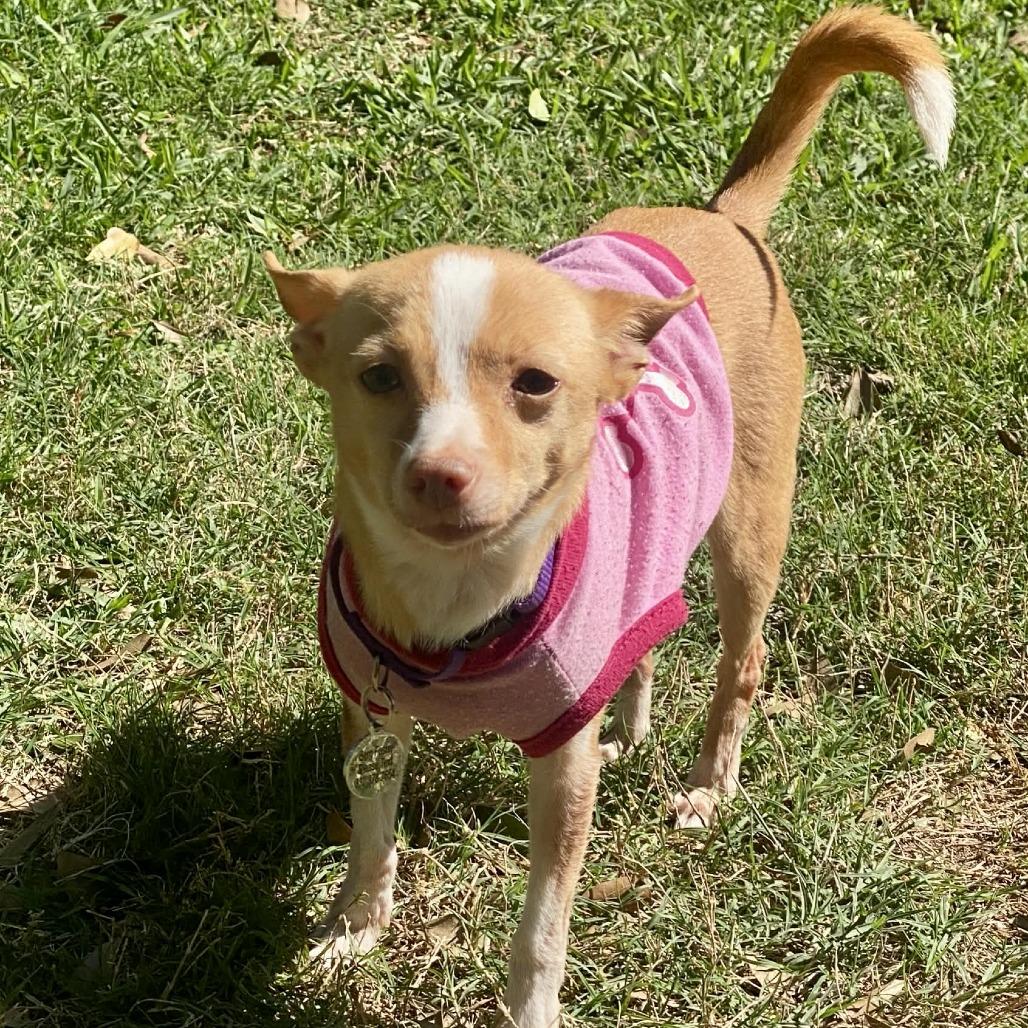 Chloe, a Adoptable Chihuahua in Katy, TX image 3/3
