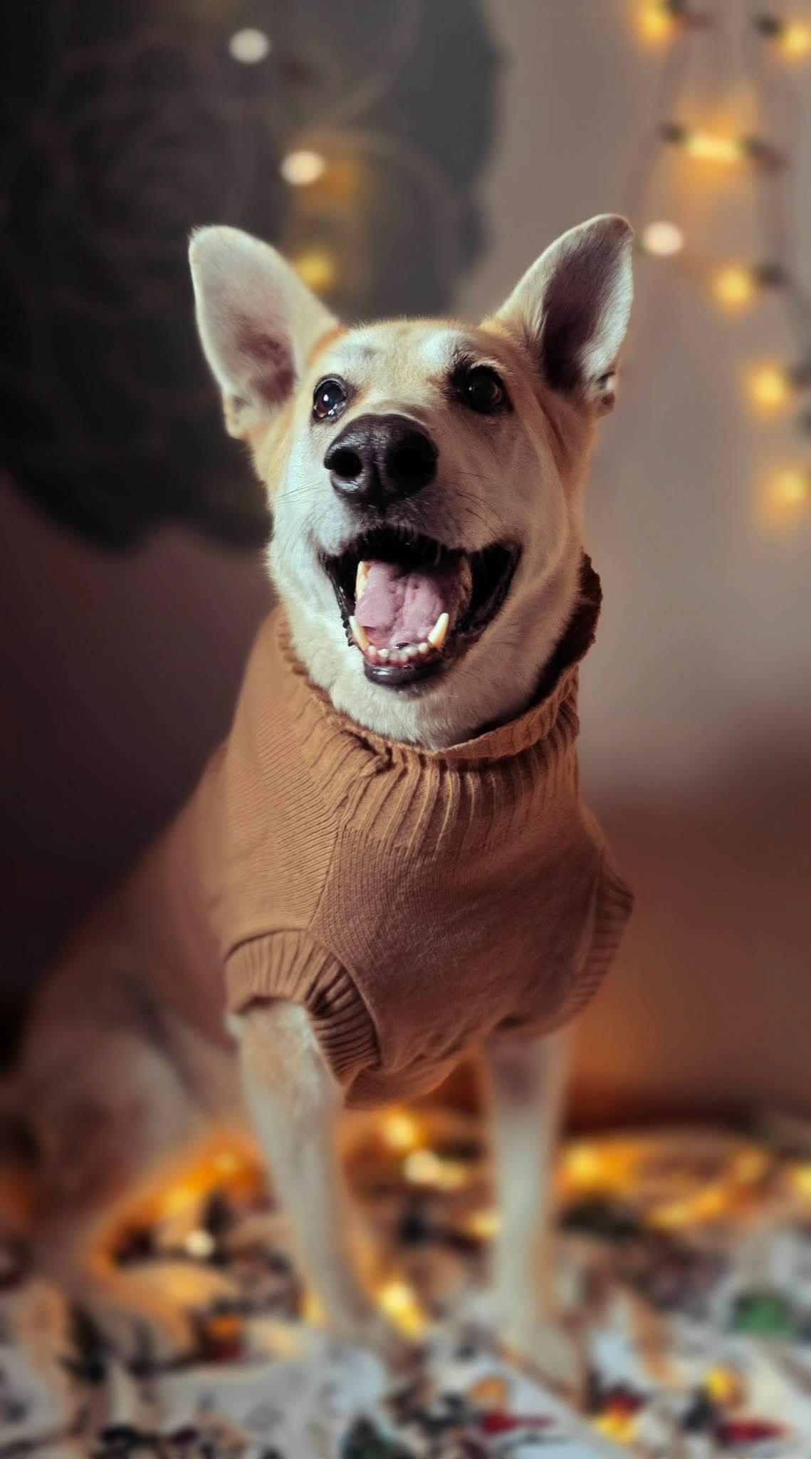 Daisy Flower thumbnail 2