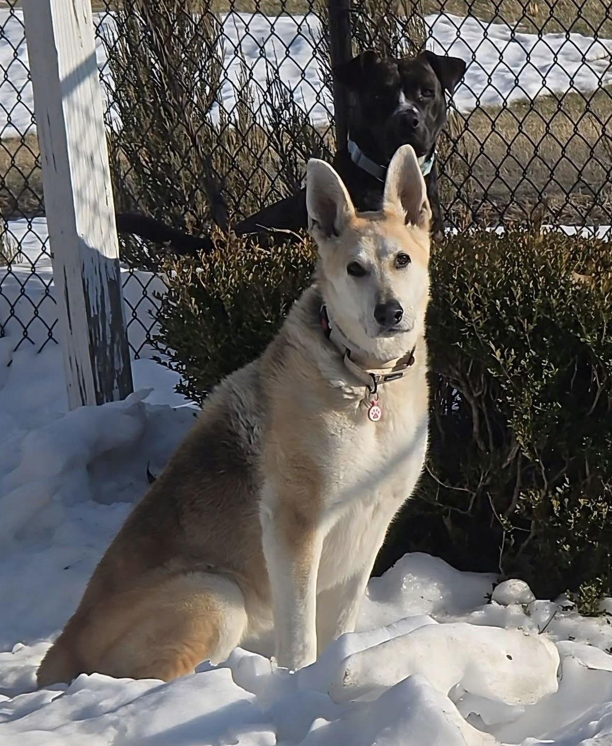 Daisy Flower — thumbnail 2