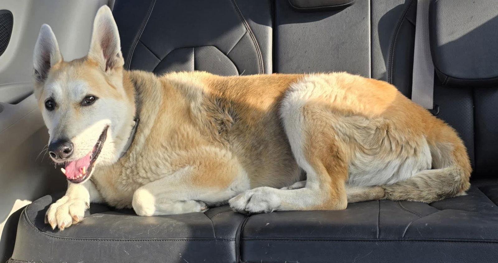 Daisy Flower thumbnail 3