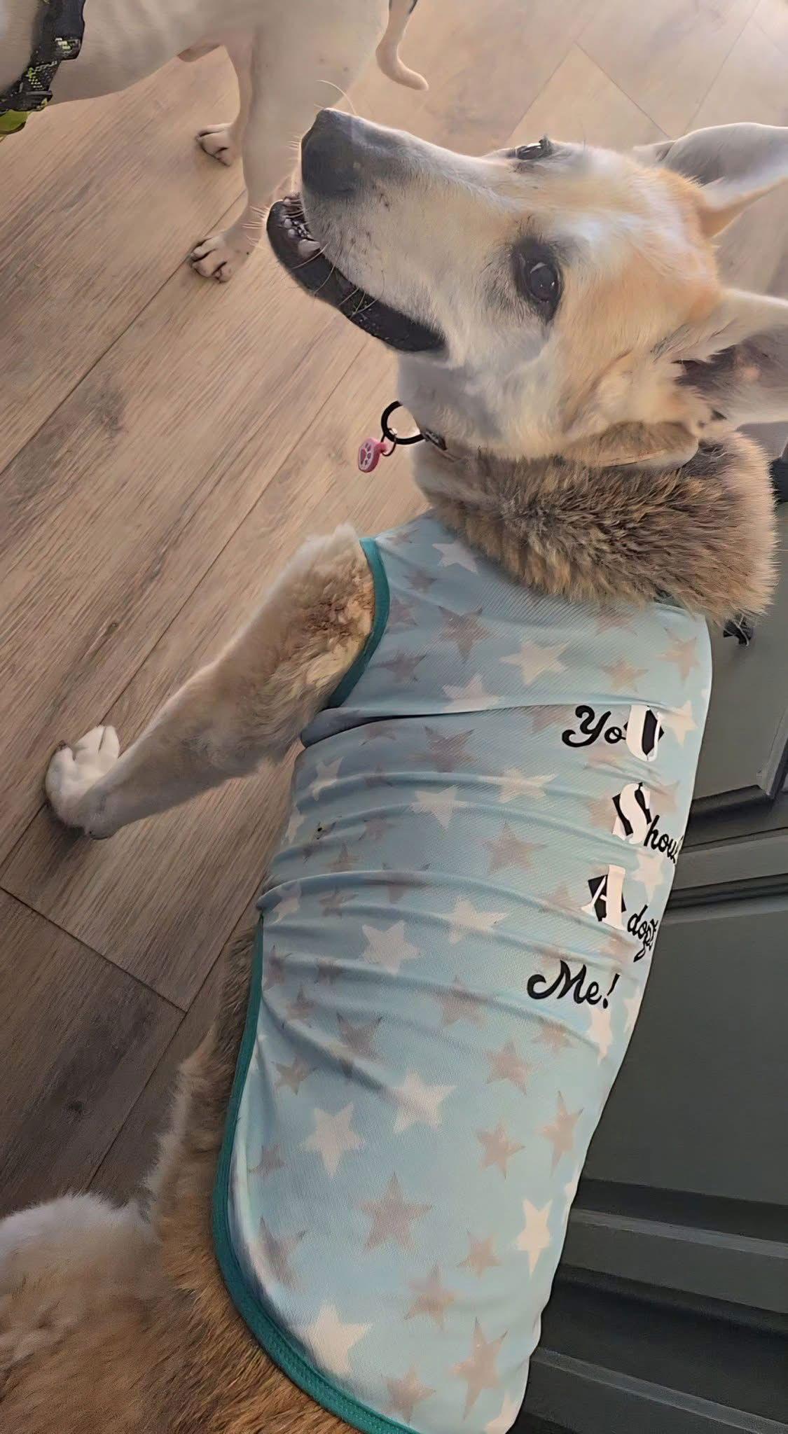 Daisy Flower thumbnail 4