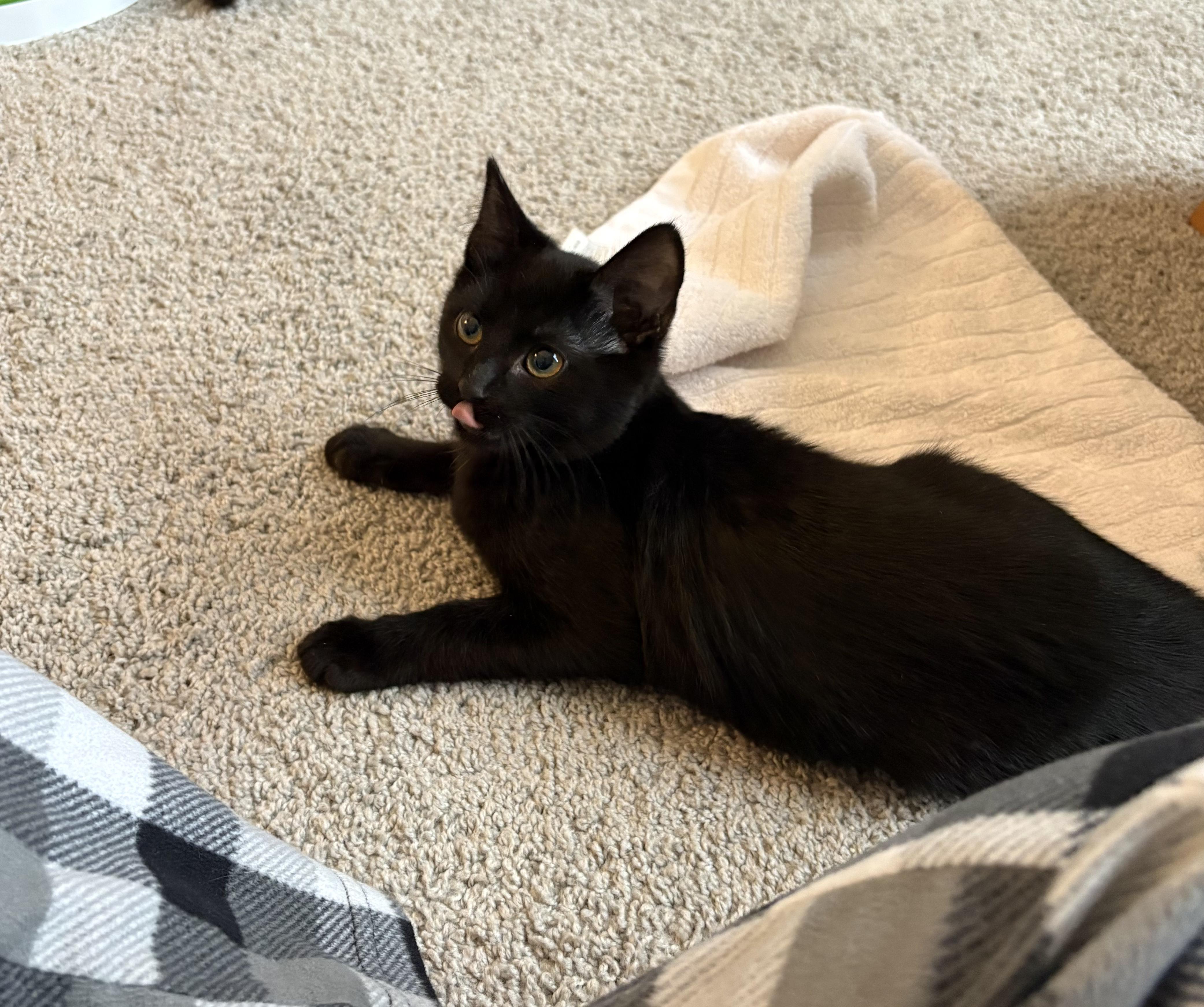 Enlarge Charcoal, an adopted Domestic Short Hair in Indianapolis, IN image 2/4