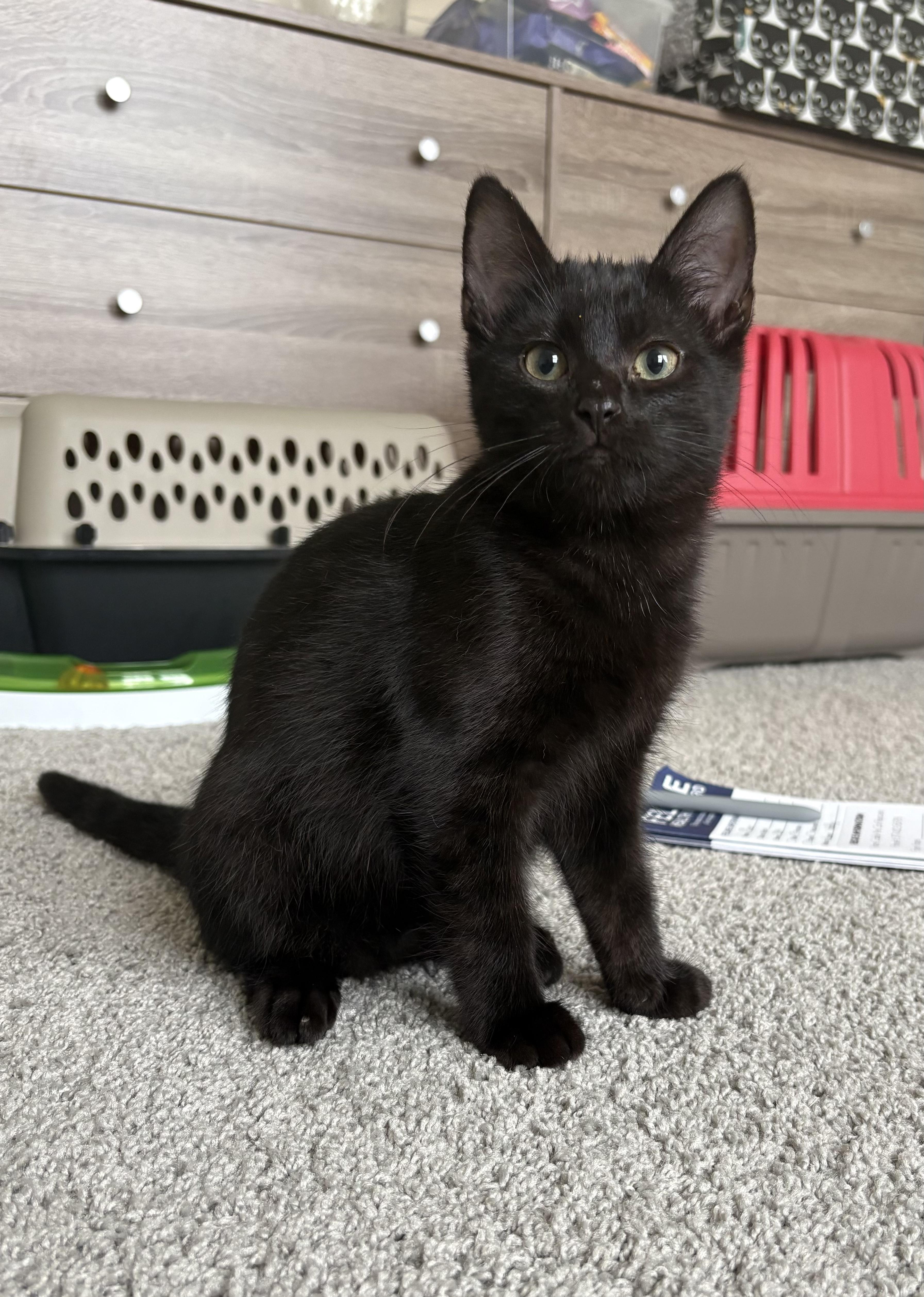 Enlarge Charcoal, an adopted Domestic Short Hair in Indianapolis, IN image 3/4