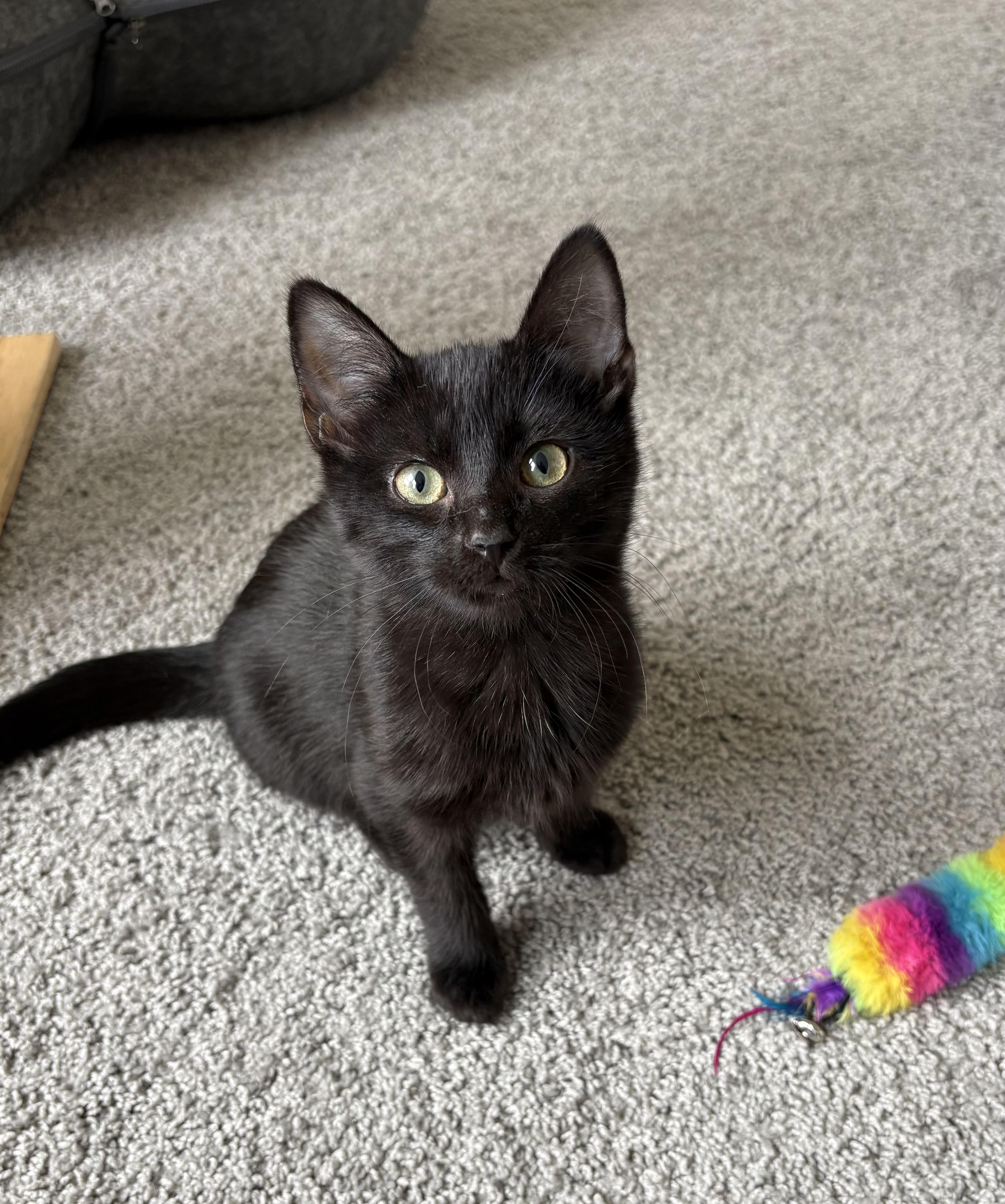 Enlarge Charcoal, an adopted Domestic Short Hair in Indianapolis, IN image 4/4