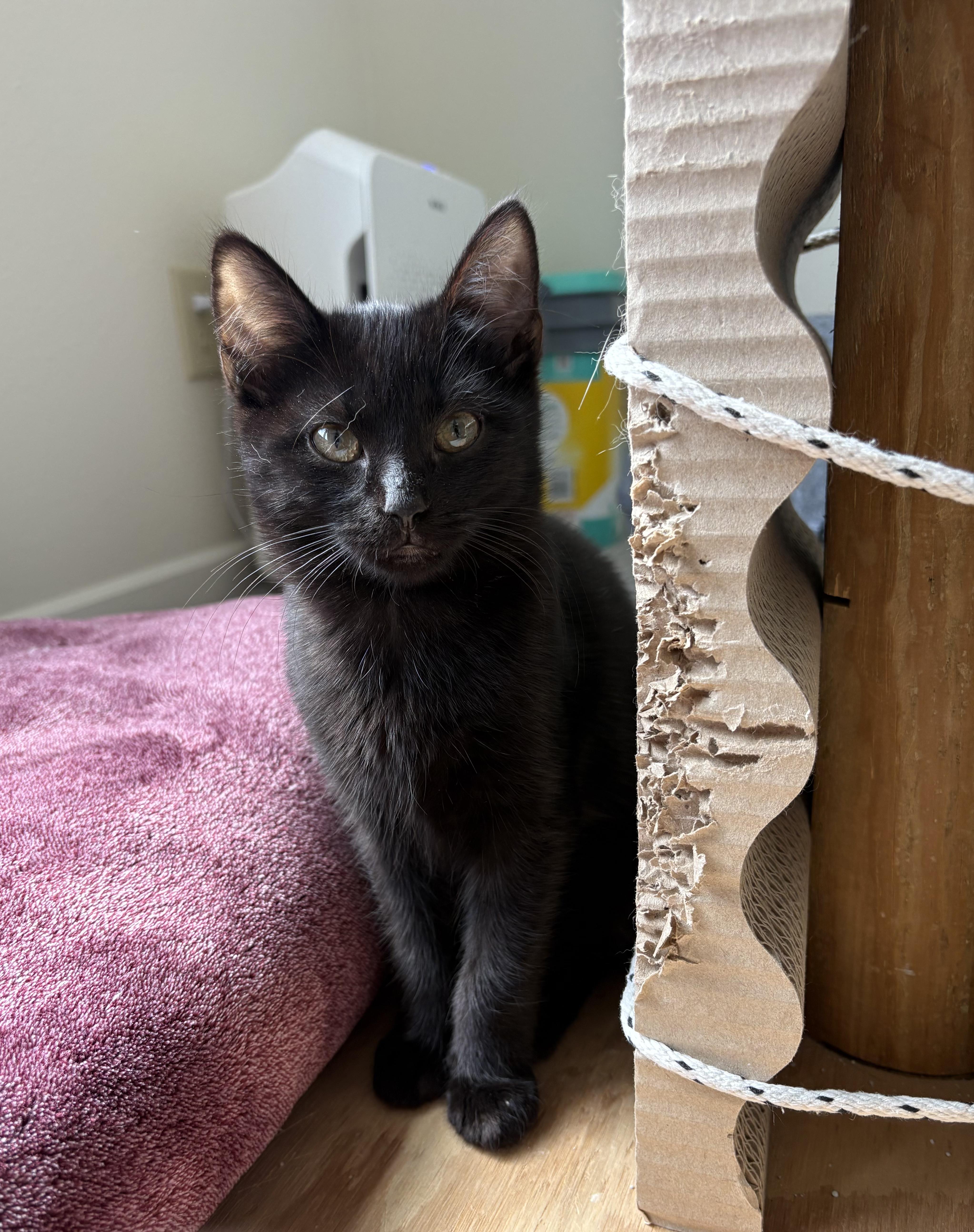 Charcoal, adopted, Kitten Female Domestic Short Hair.