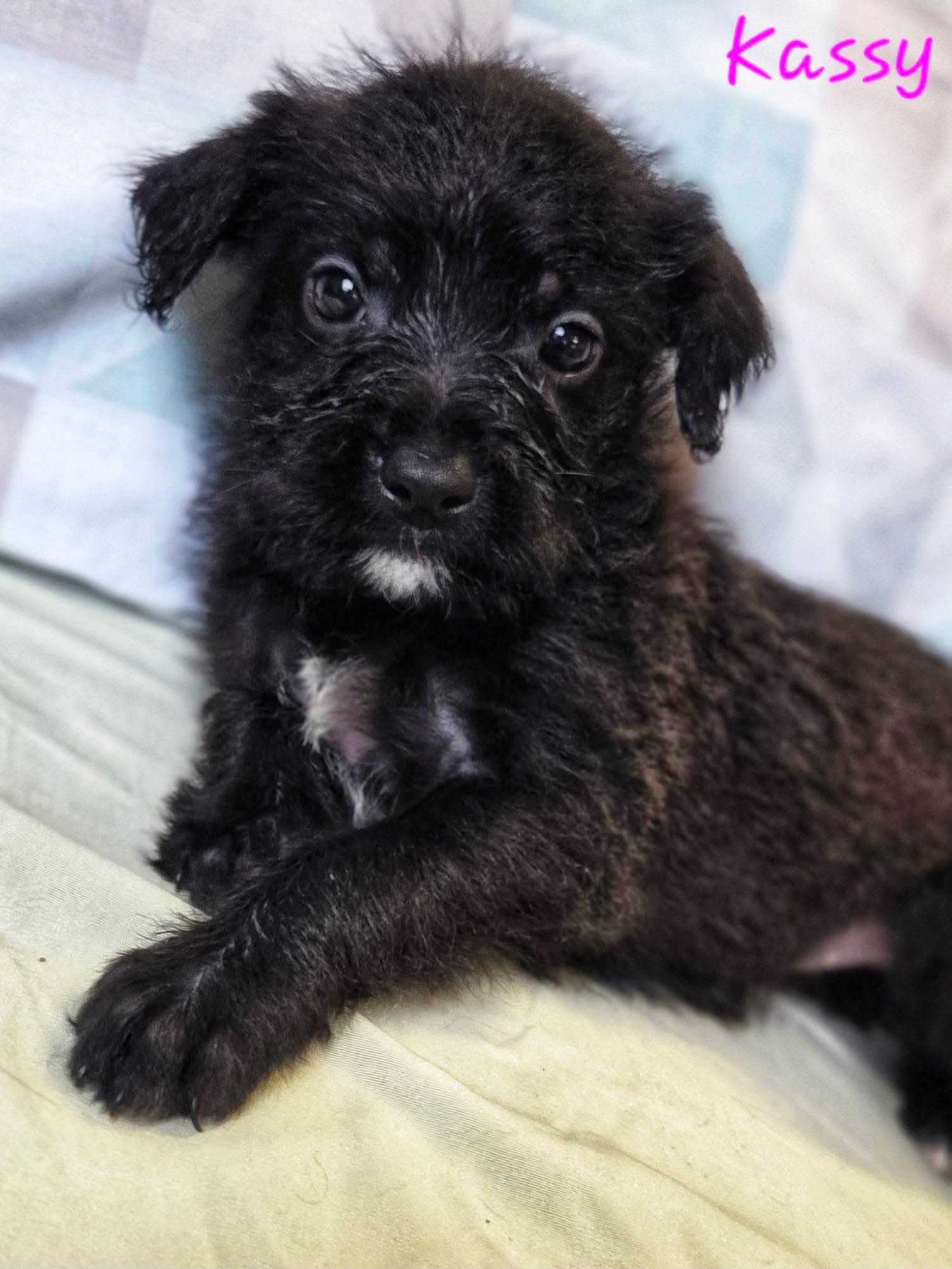 Kassy - Perfect Match Litter, Adoptable, Puppy Female Poodle & Retriever.